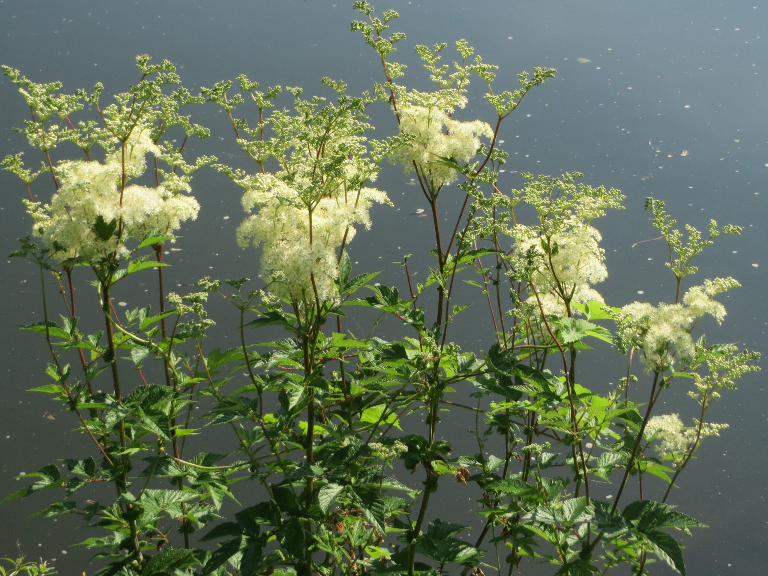 Filipendula ulmaria (L.) Maxim.
