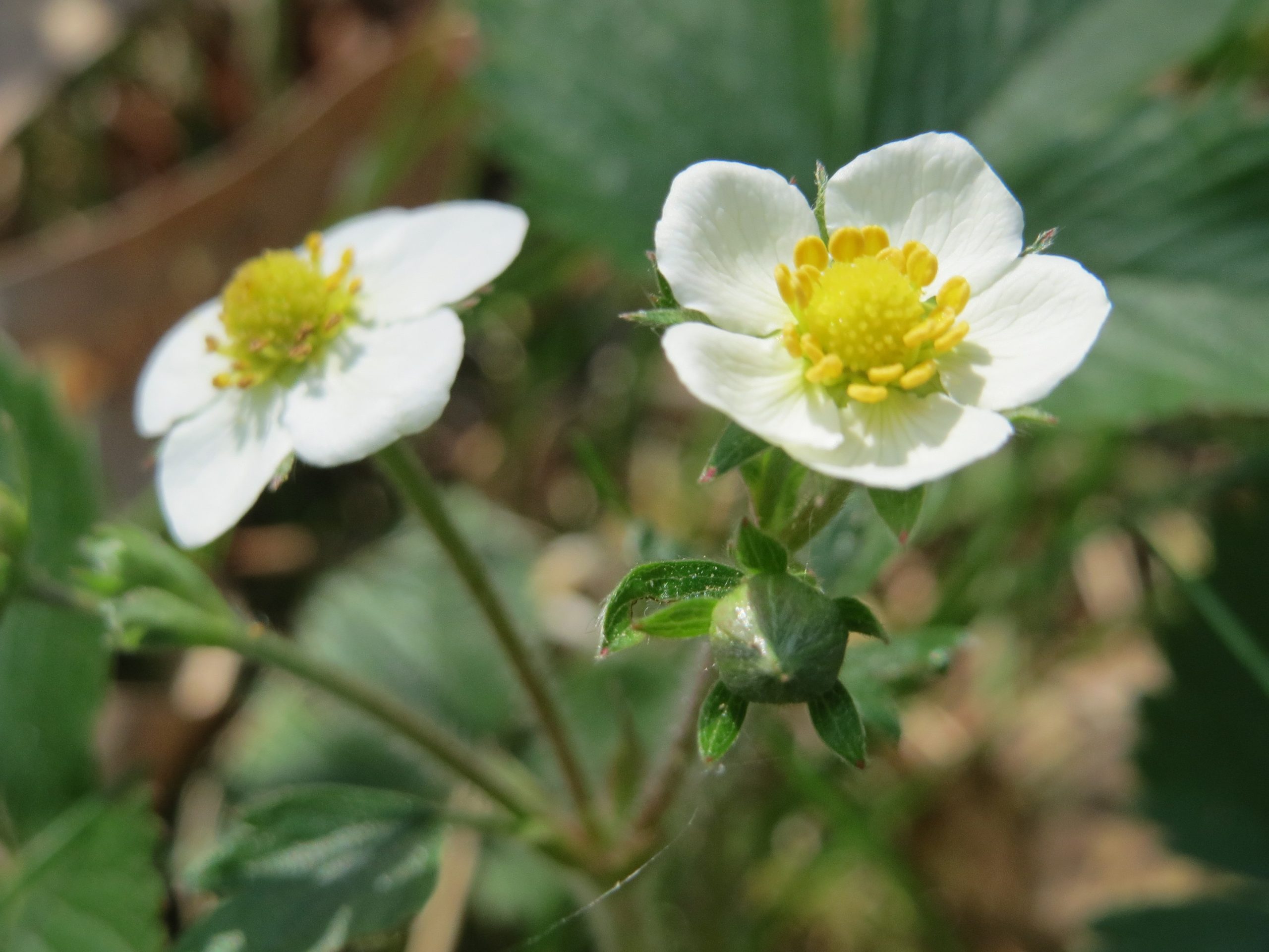 Fragaria vesca L. subsp. vesca