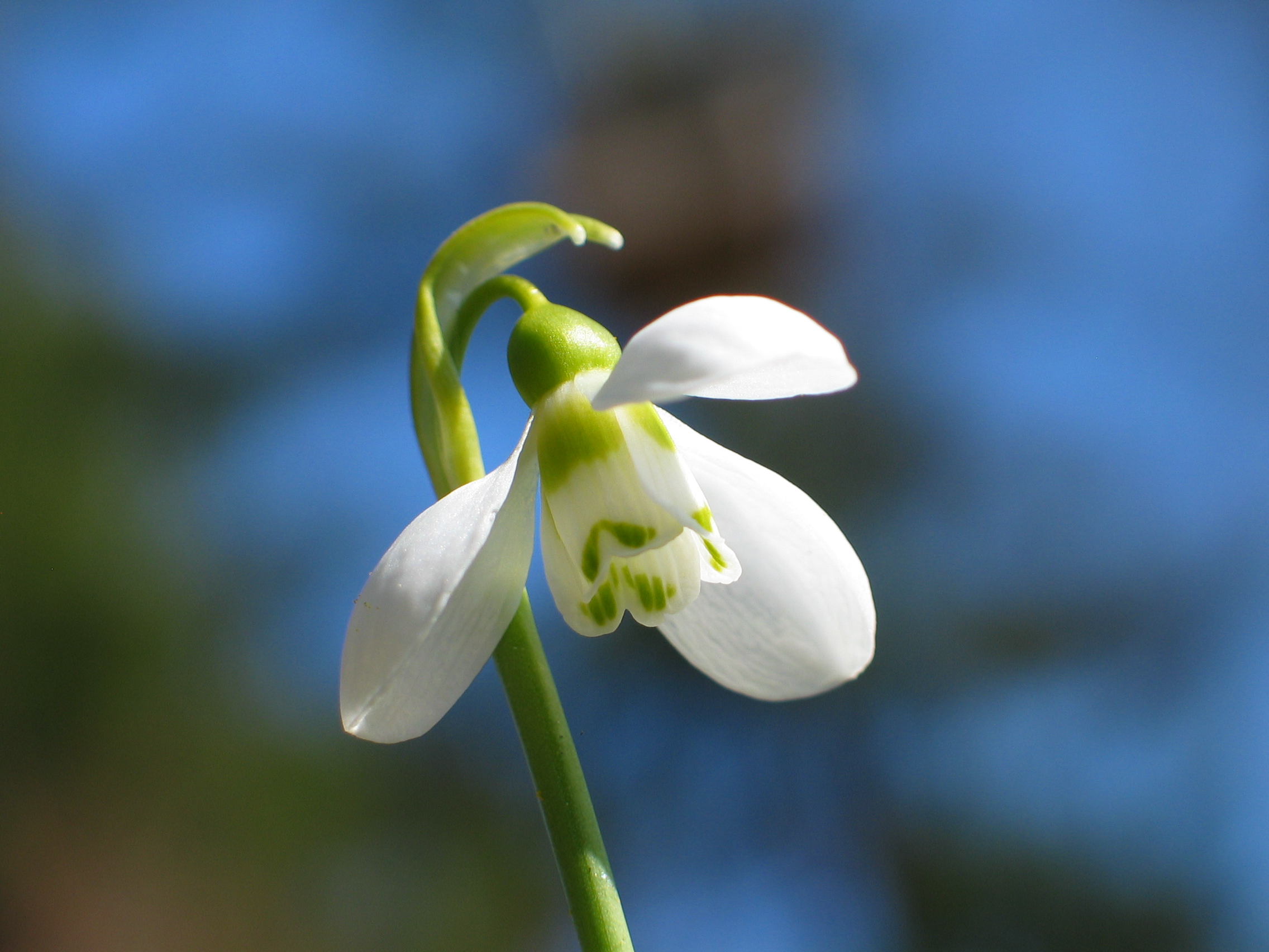Galanthus nivalis L.