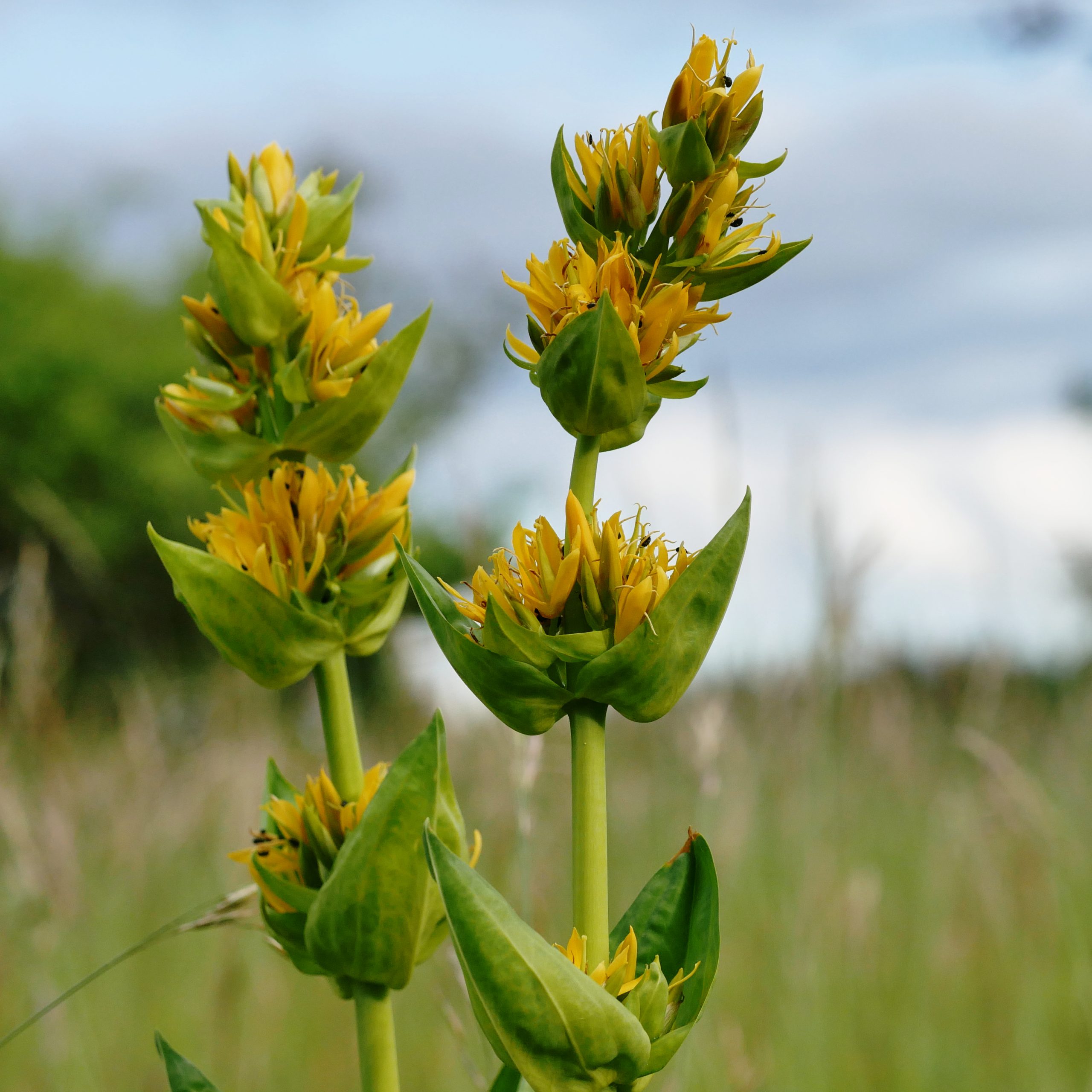 Gentiana lutea L.
