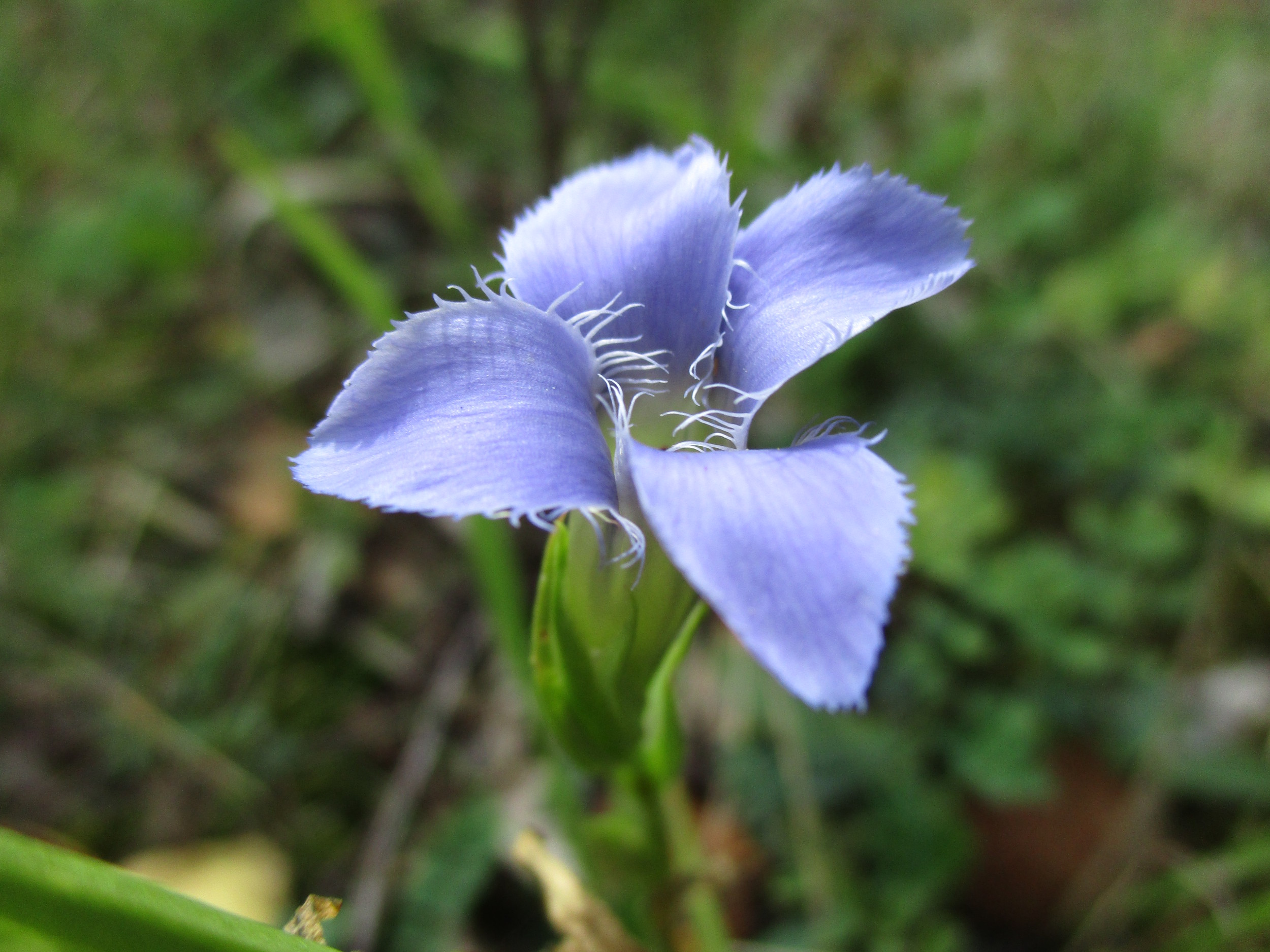 Gentianopsis ciliata (L.) Ma subsp. ciliata