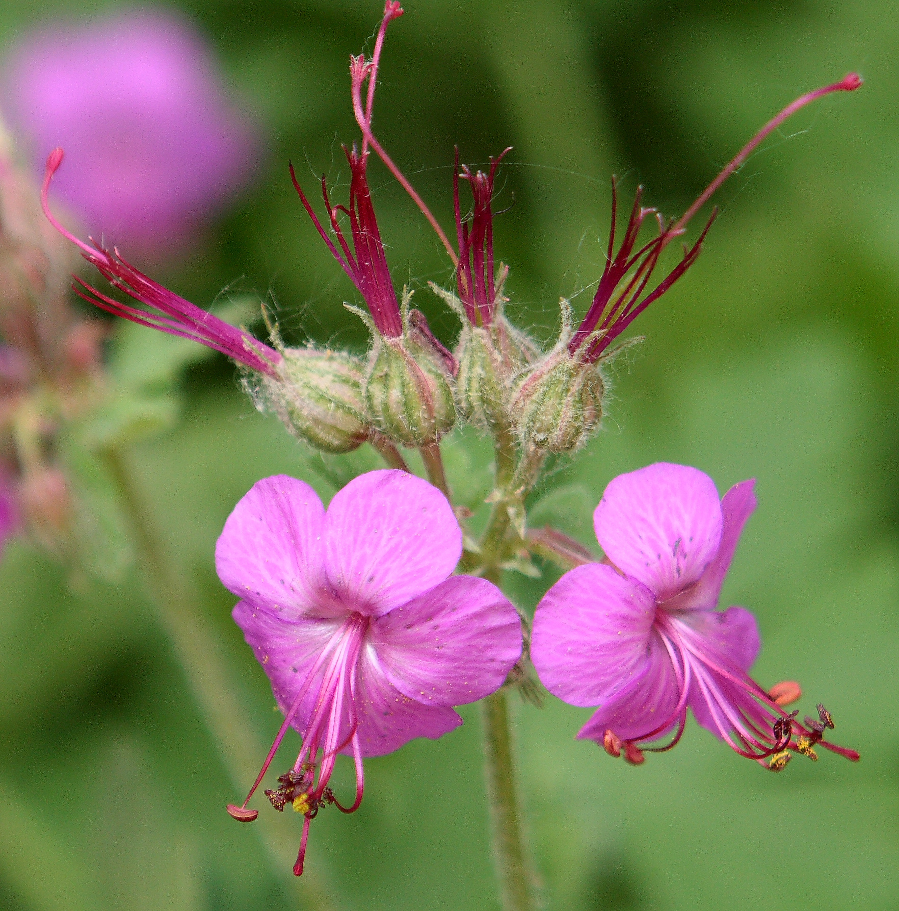 Geranium macrorrhizum L.