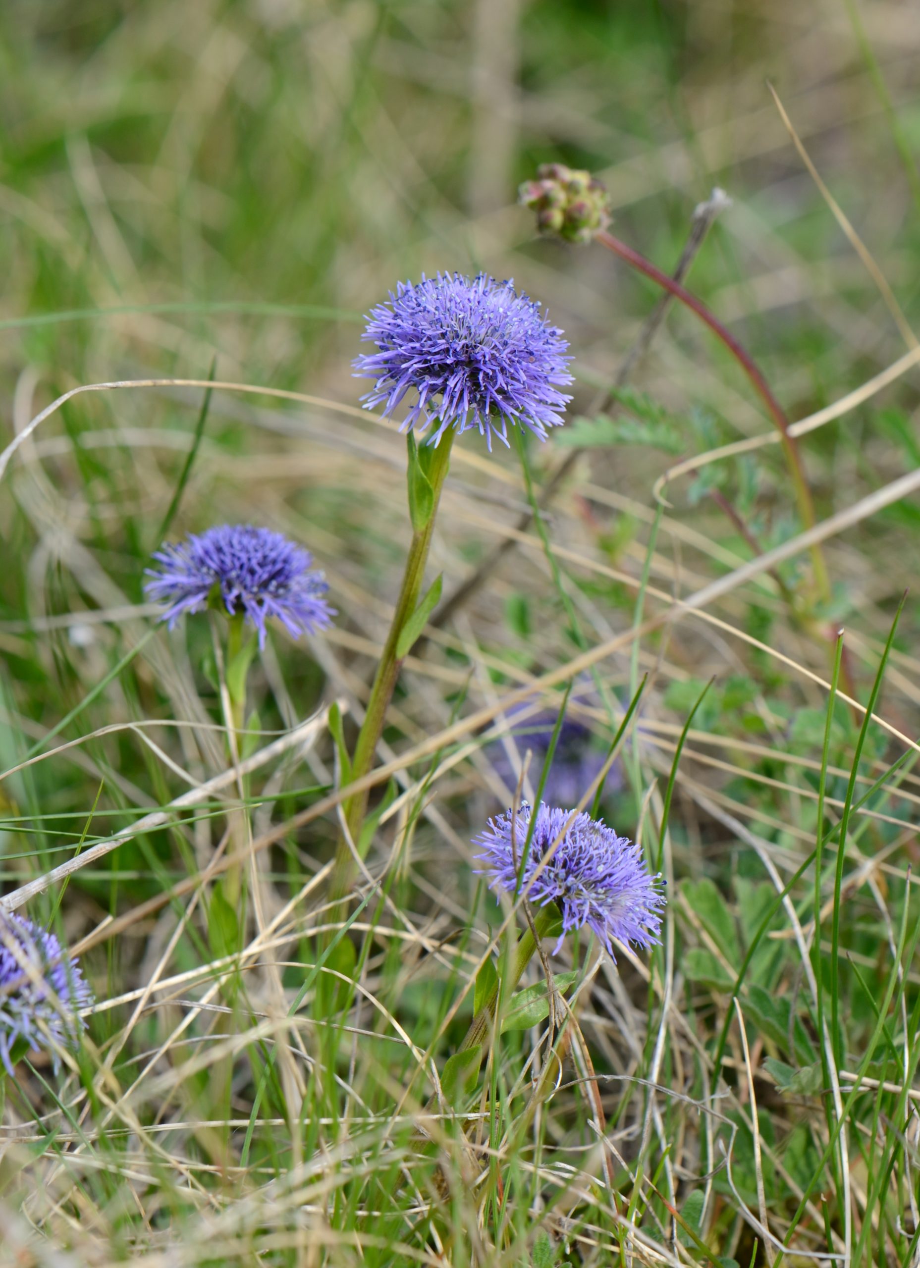 Globularia bisnagarica L.