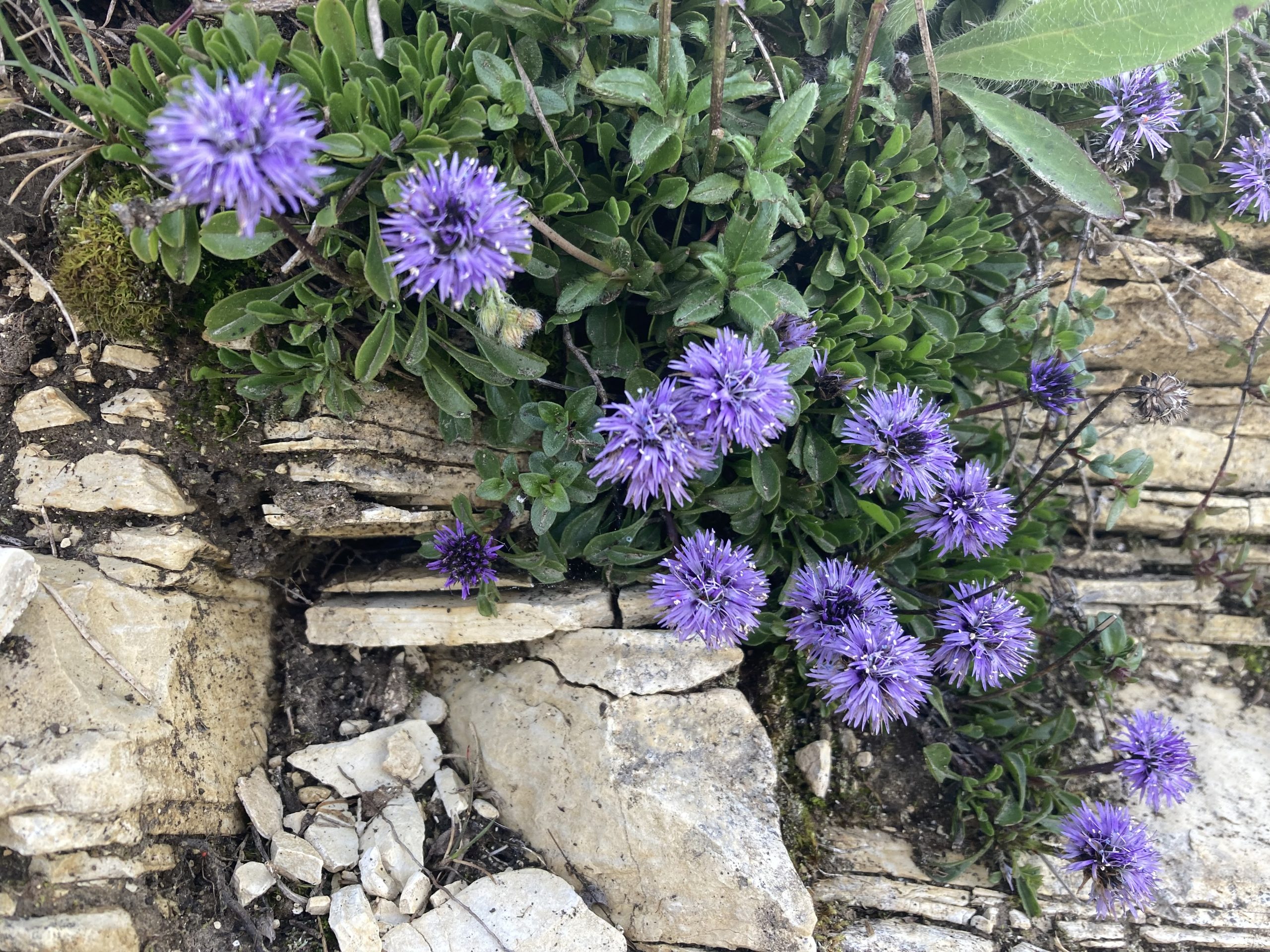 Globularia cordifolia L.