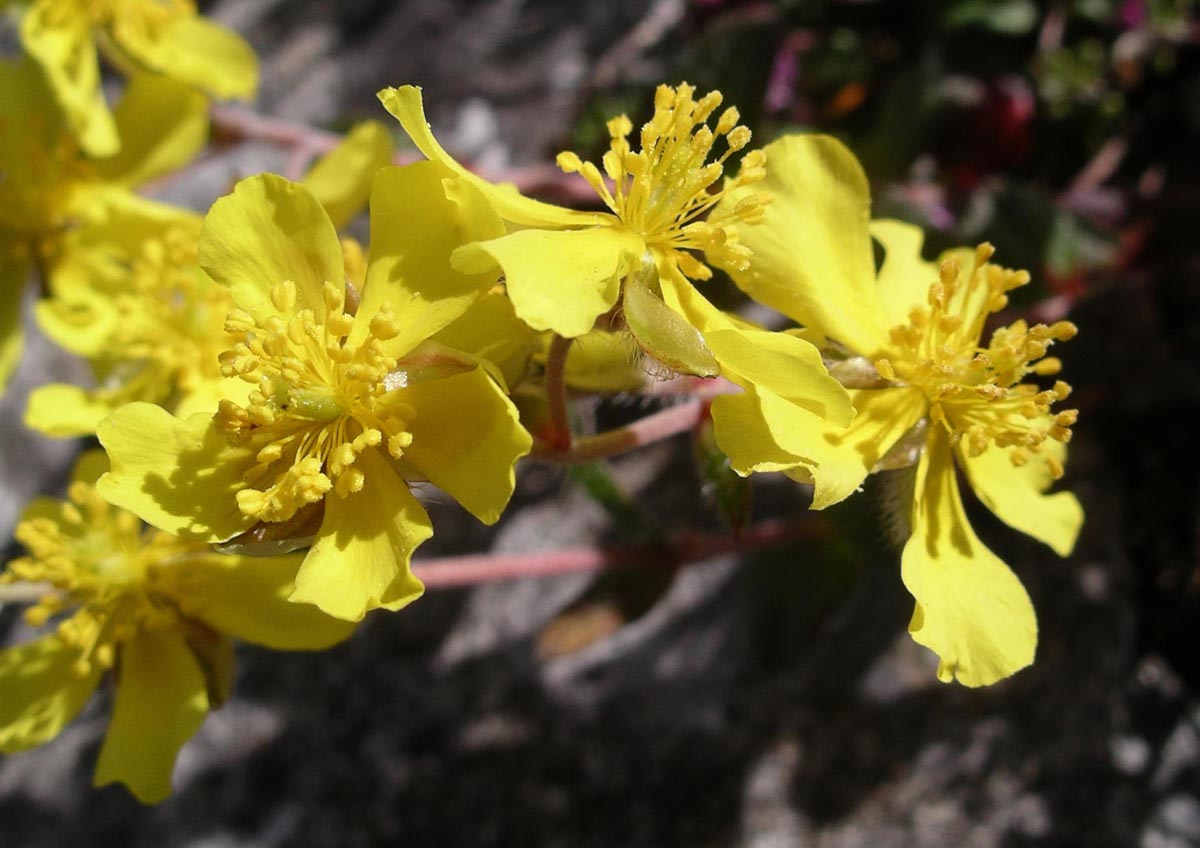 Helianthemum oelandicum (L.) Dum.Cours.