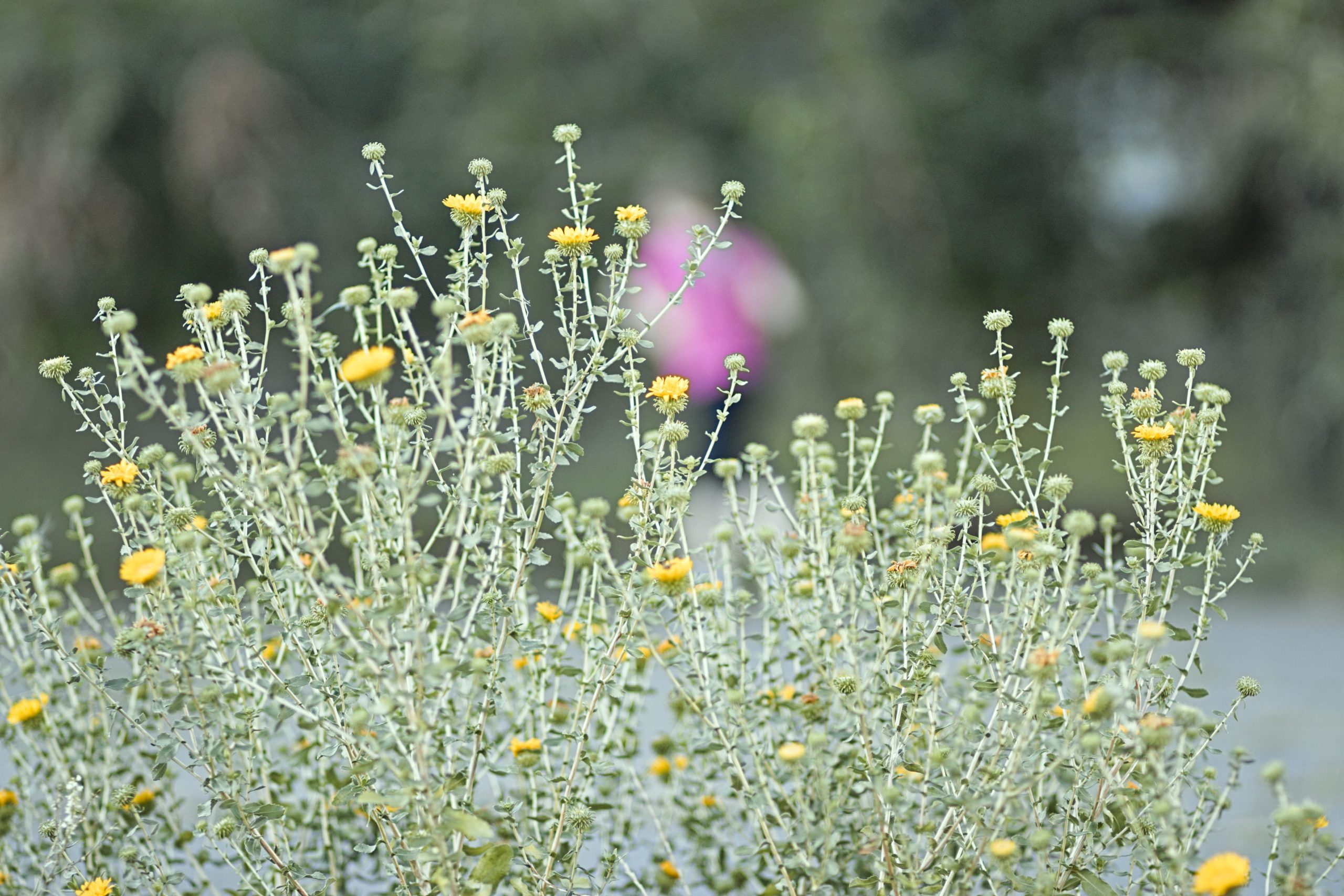 Helichrysum italicum (Roth) G.Don