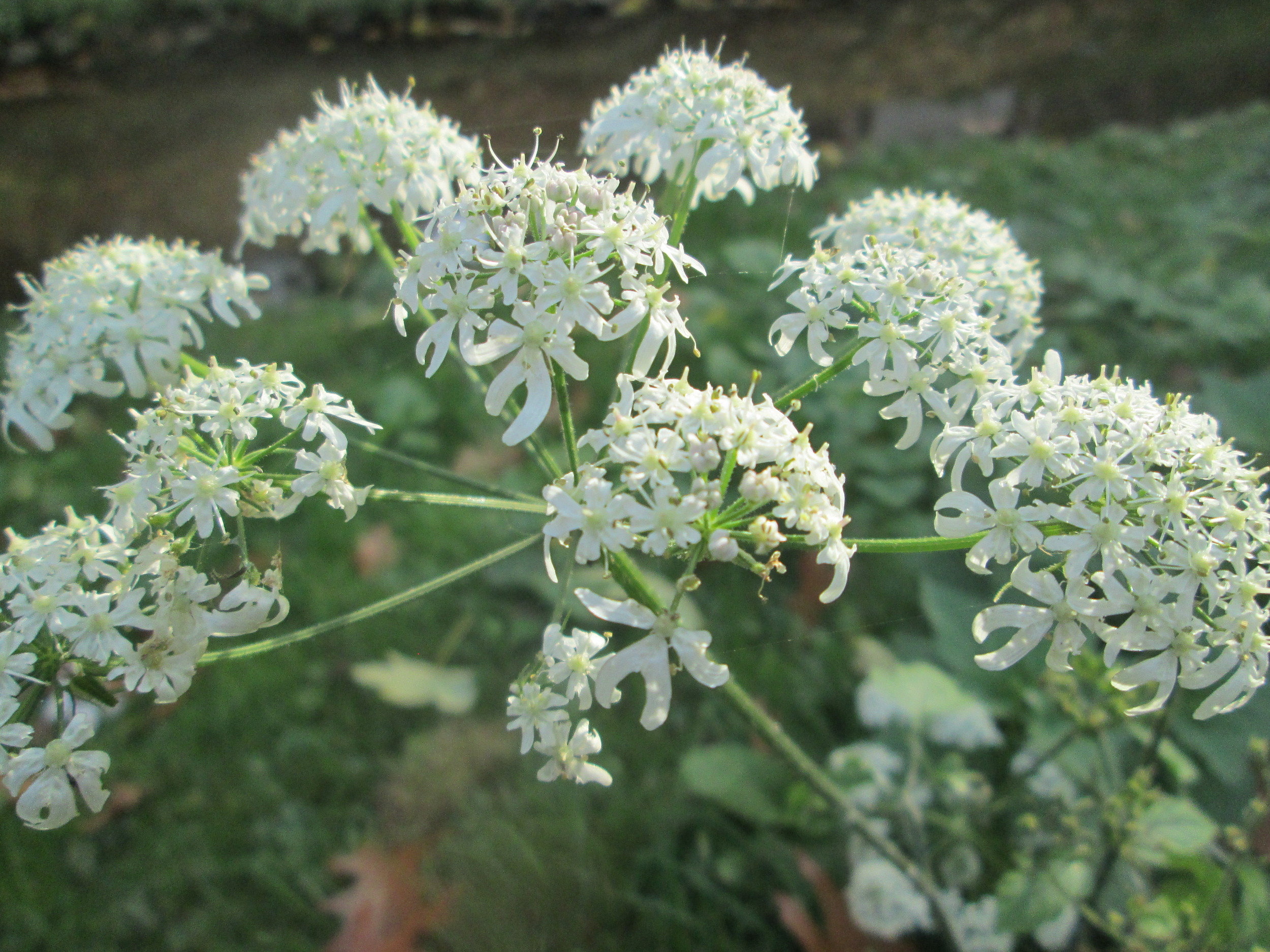 Heracleum sphondylium L.