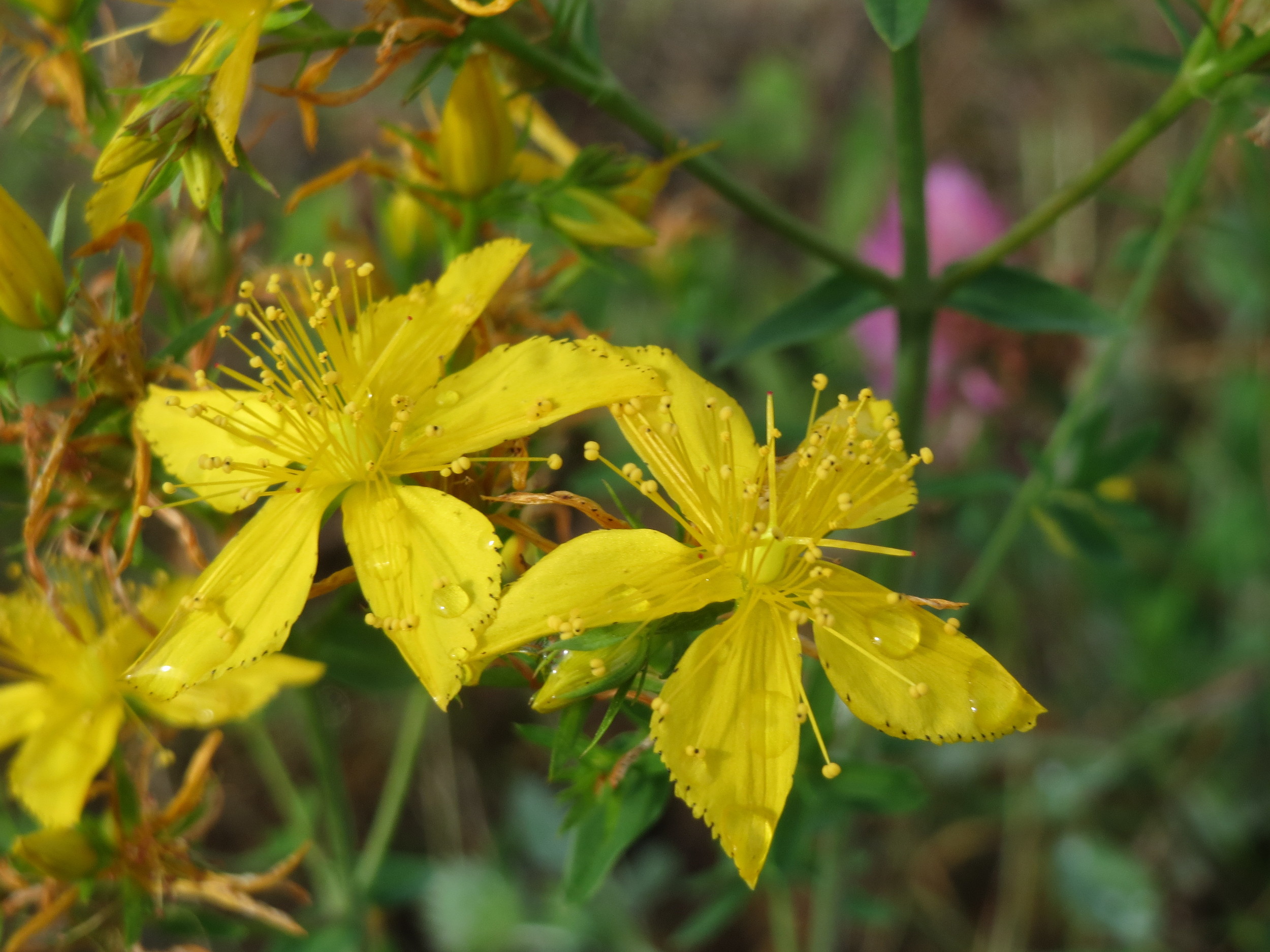 Hypericum perforatum L.