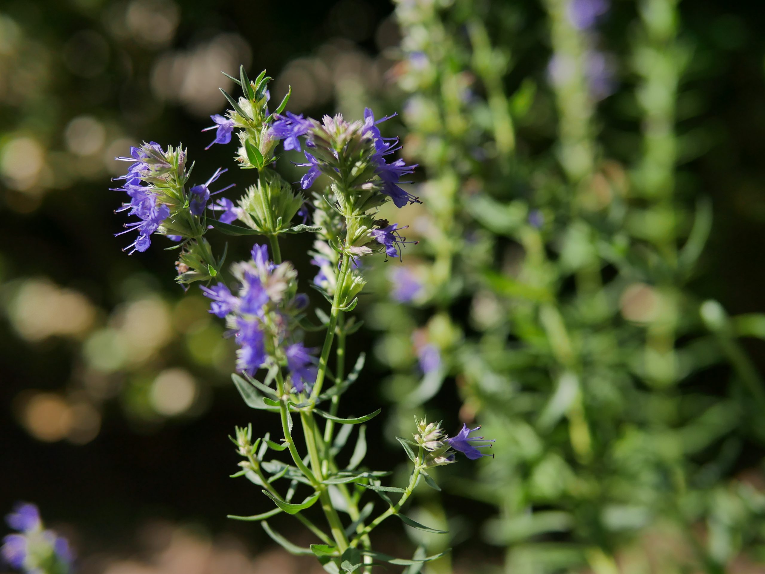 Hyssopus officinalis L.
