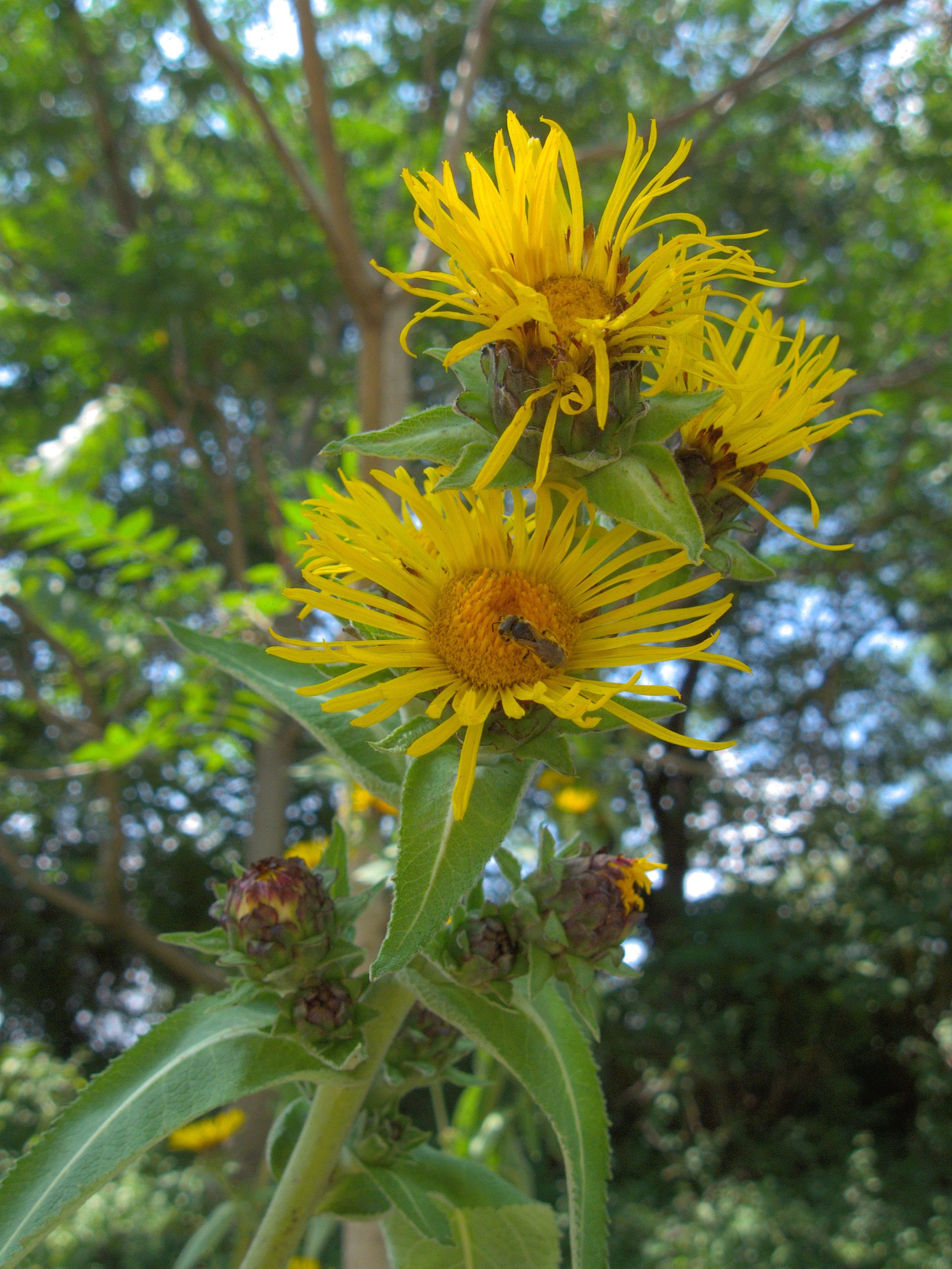 Inula helenium L. subsp. helenium