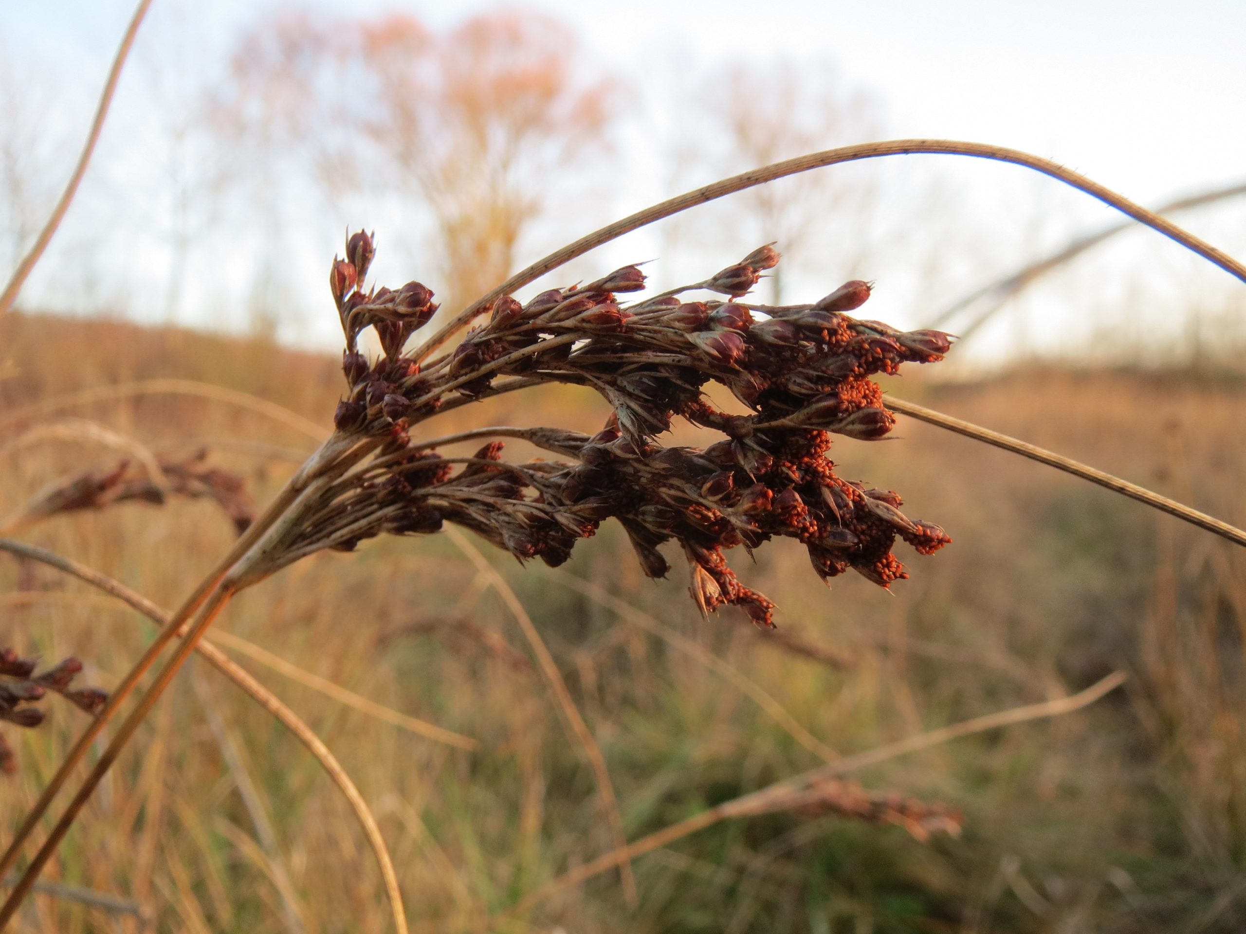 Juncus inflexus L. subsp. inflexus