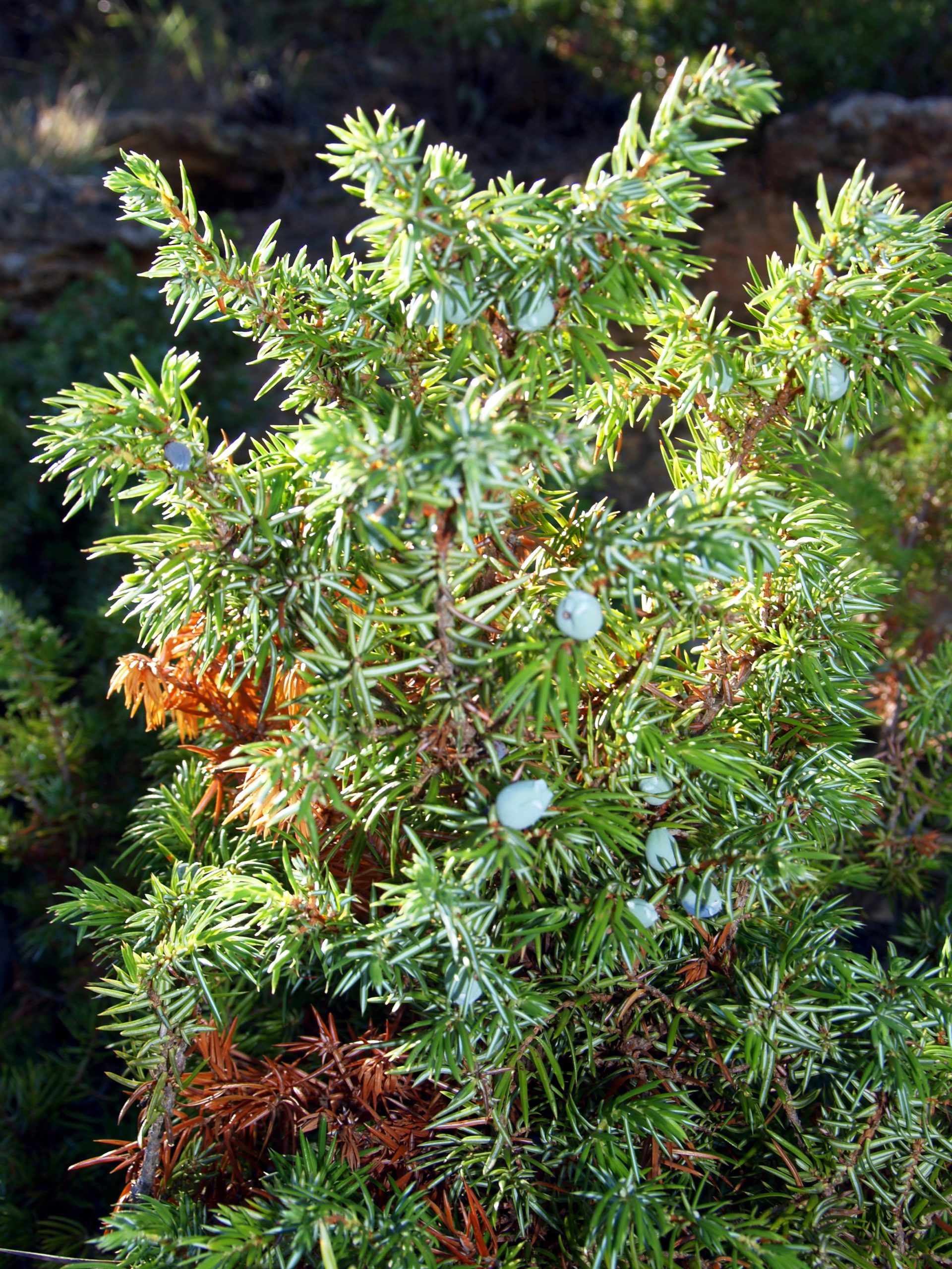 Juniperus communis L.