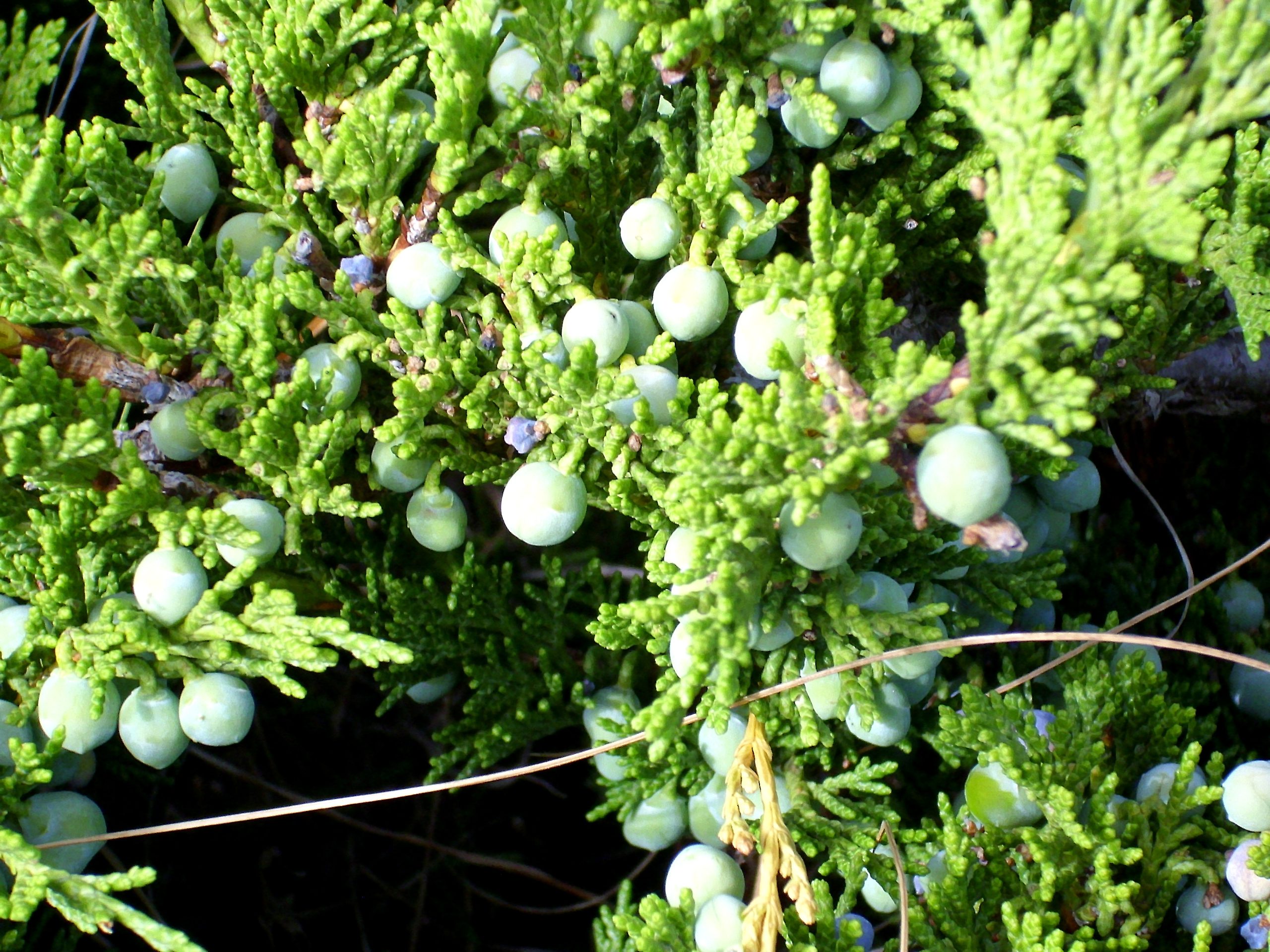 Juniperus sabina L.
