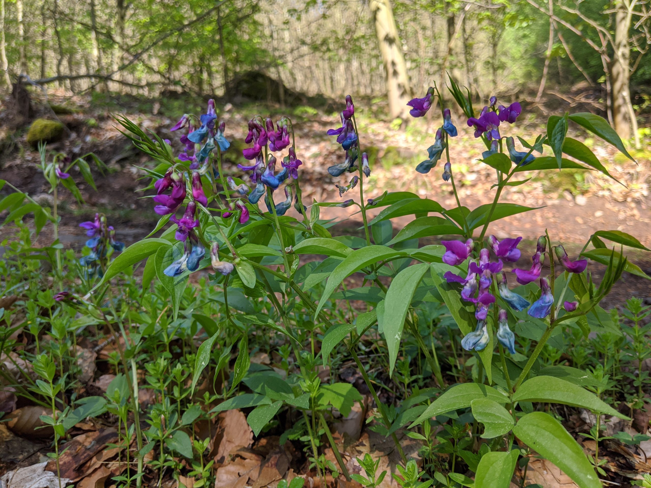Lathyrus vernus (L.) Bernh.