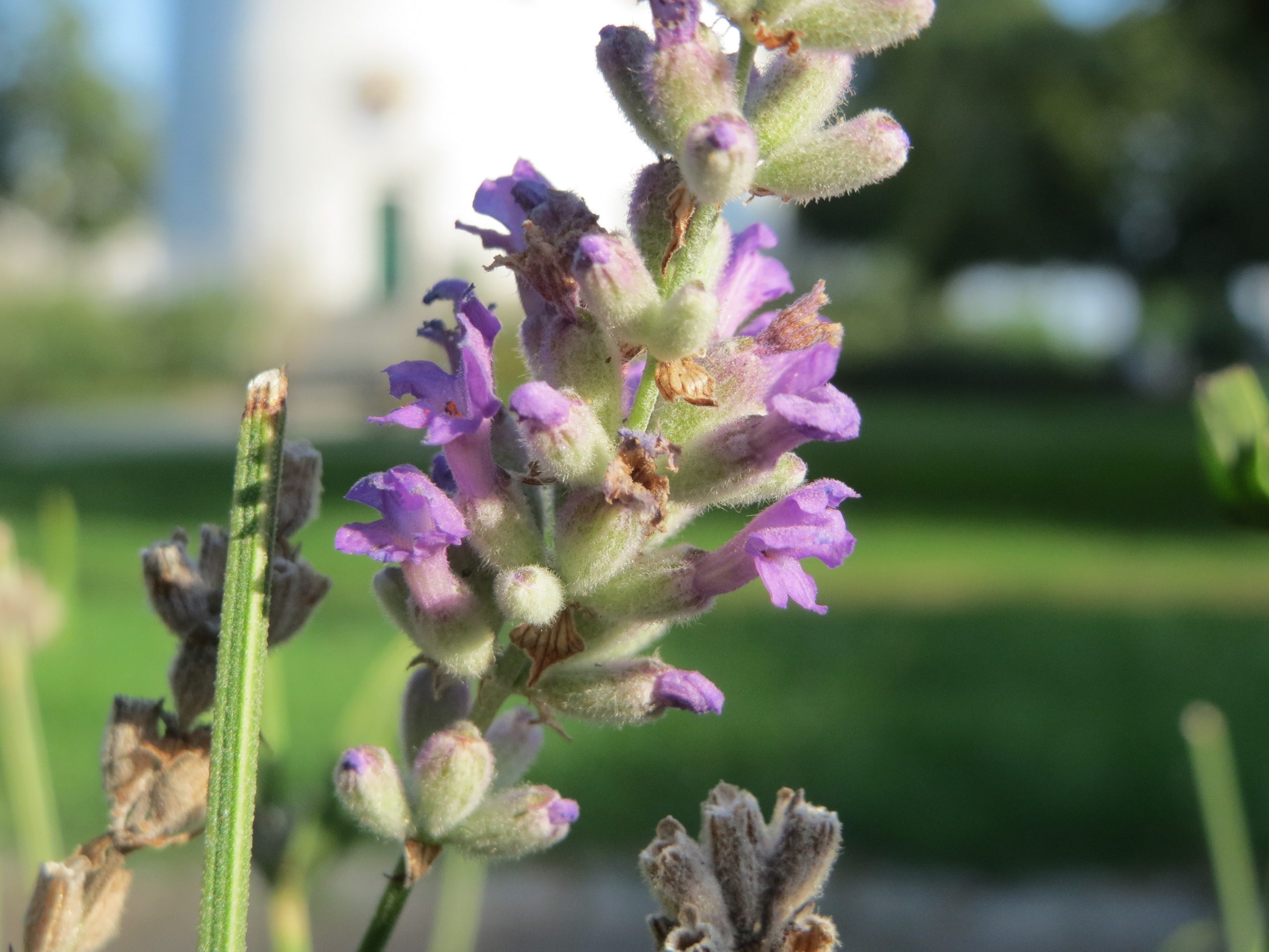 Lavandula angustifolia Mill.
