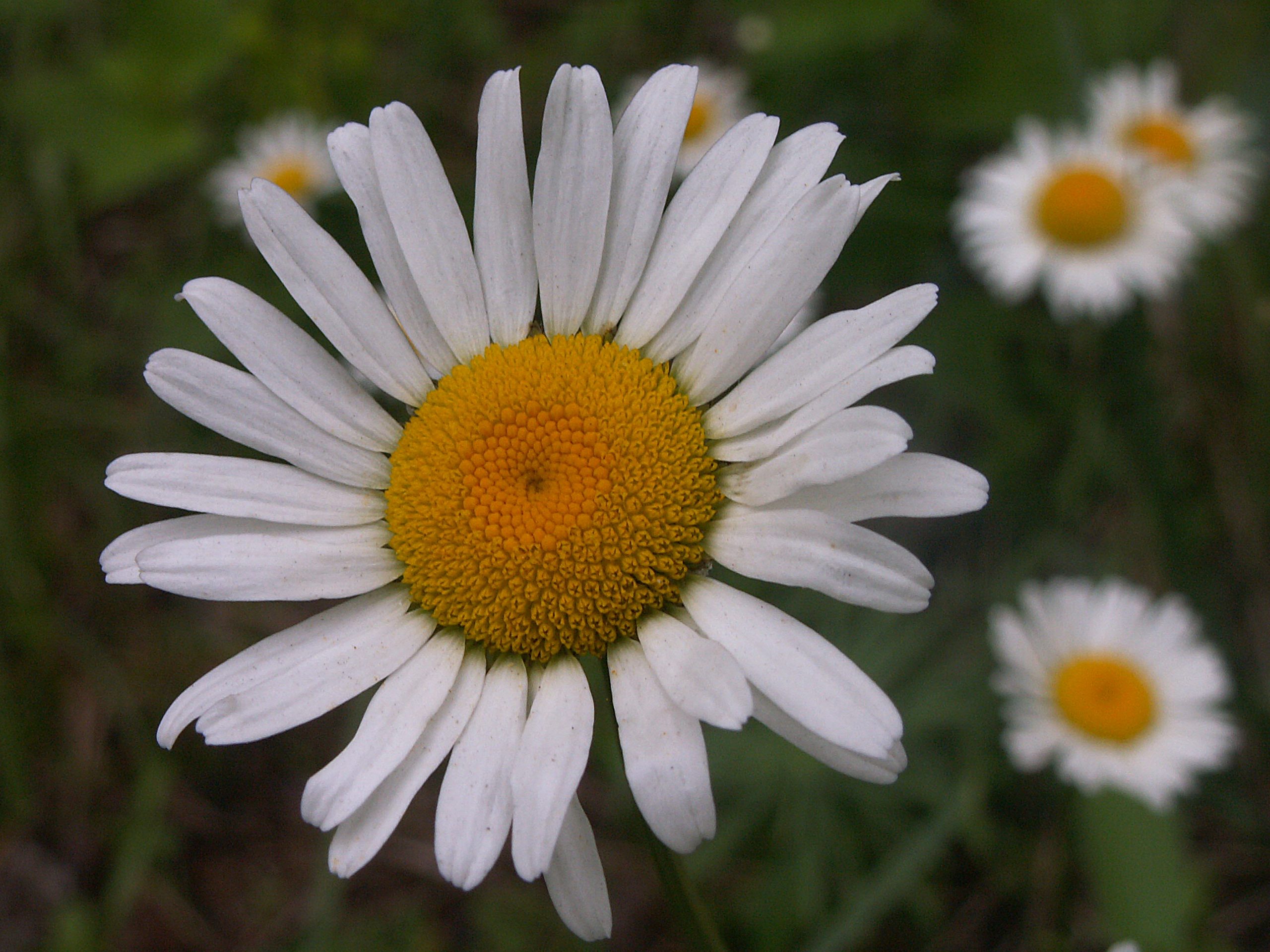 Leucanthemum vulgare (Vaill.) Lam. subsp. vulgare