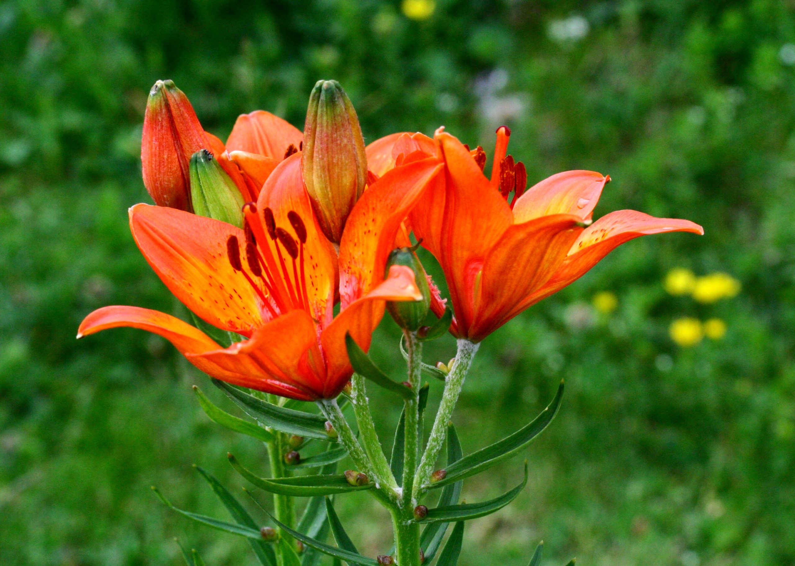 Lilium bulbiferum L. subsp. croceum (Chaix) Jan