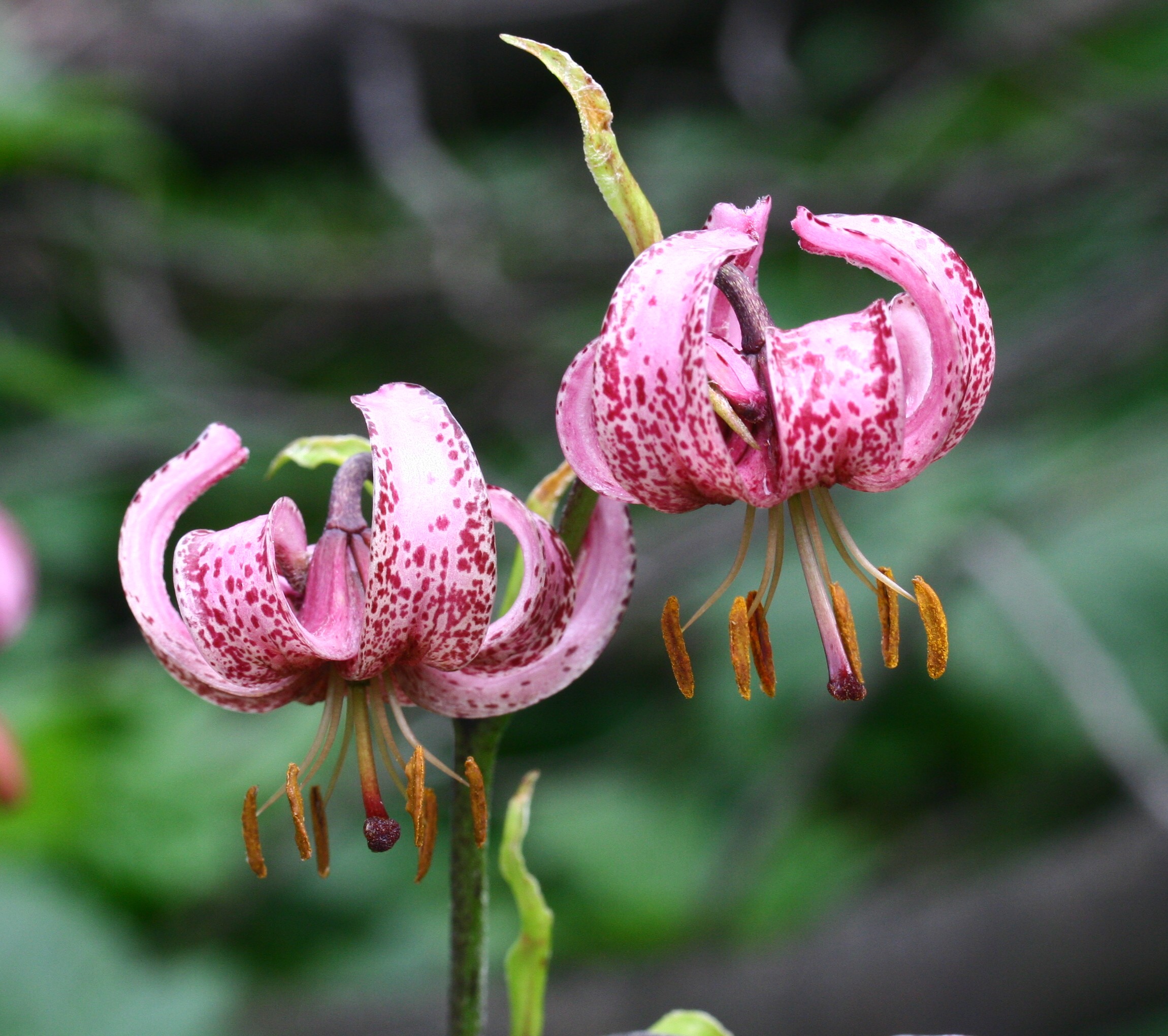 Lilium martagon L.