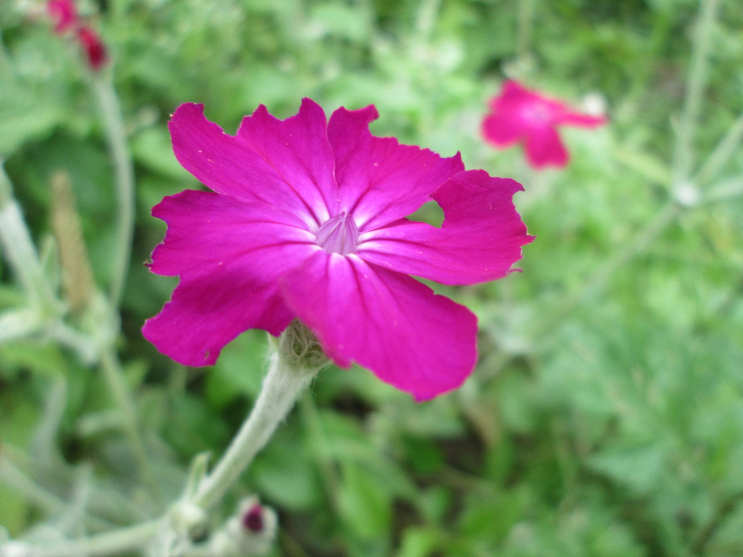 Lychnis coronaria (L.) Desr.