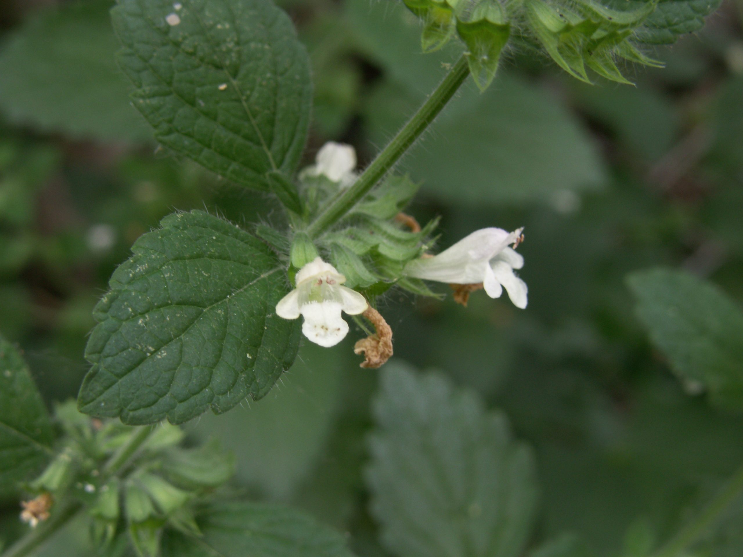 Melissa officinalis L.