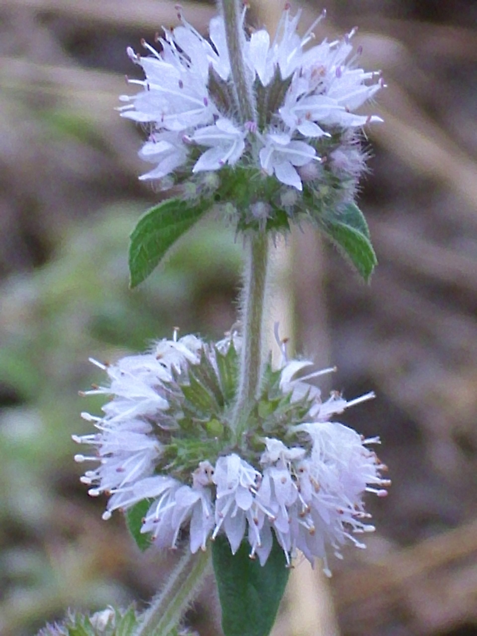 Mentha pulegium L. subsp. pulegium
