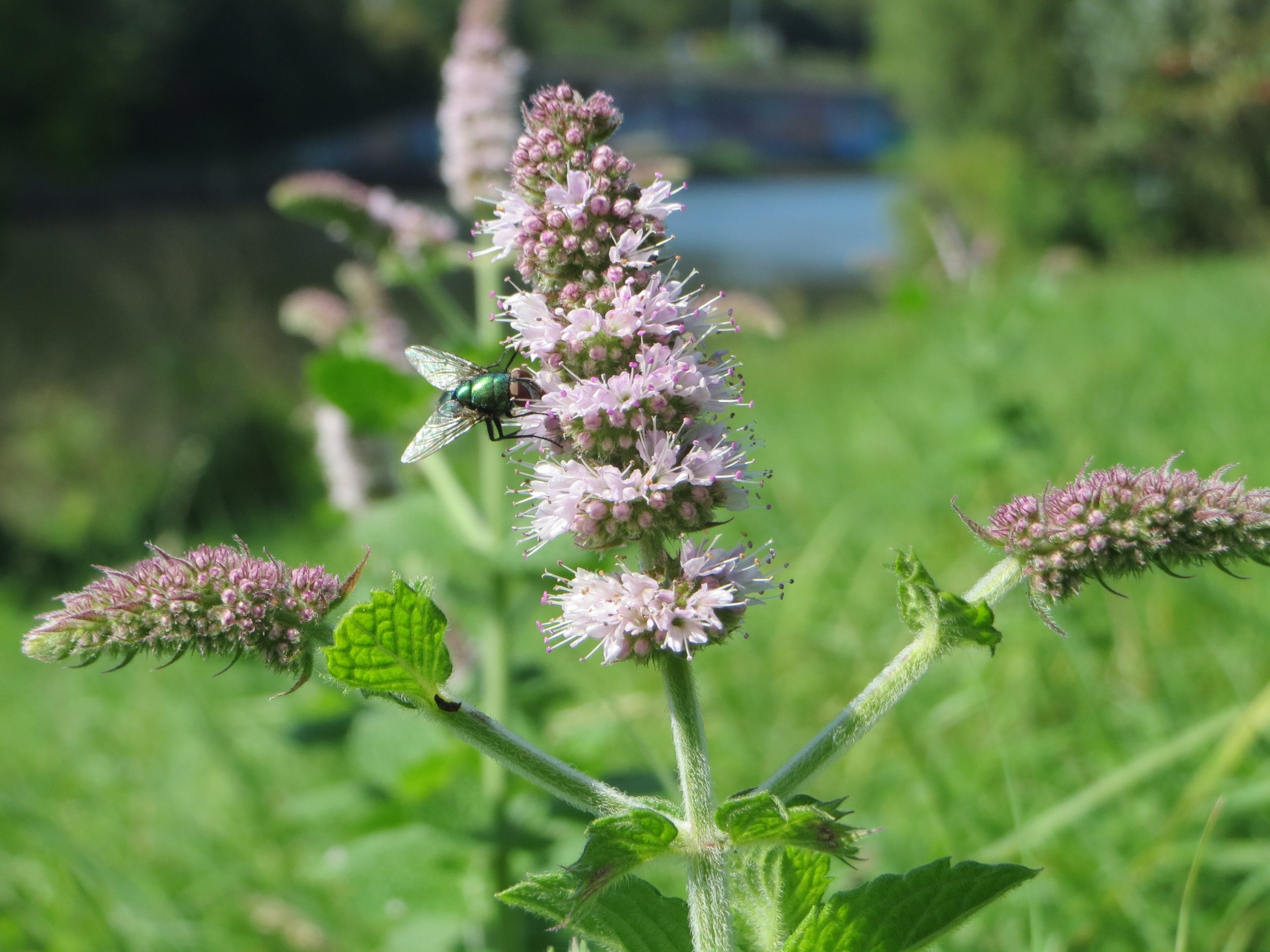 Mentha suaveolens Ehrh.