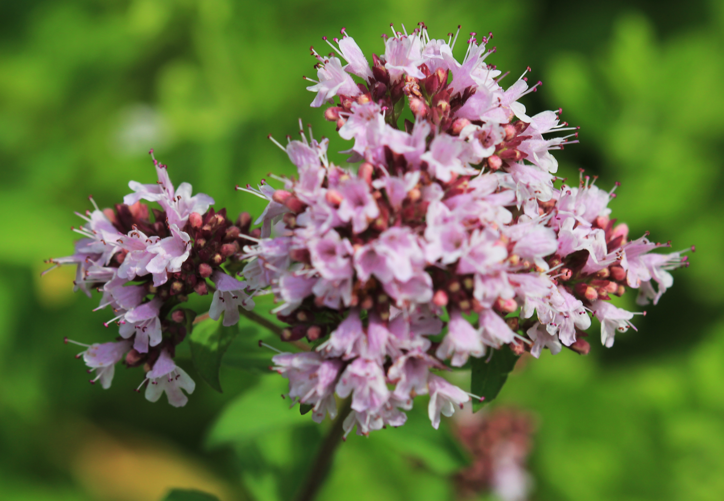 Origanum vulgare L.