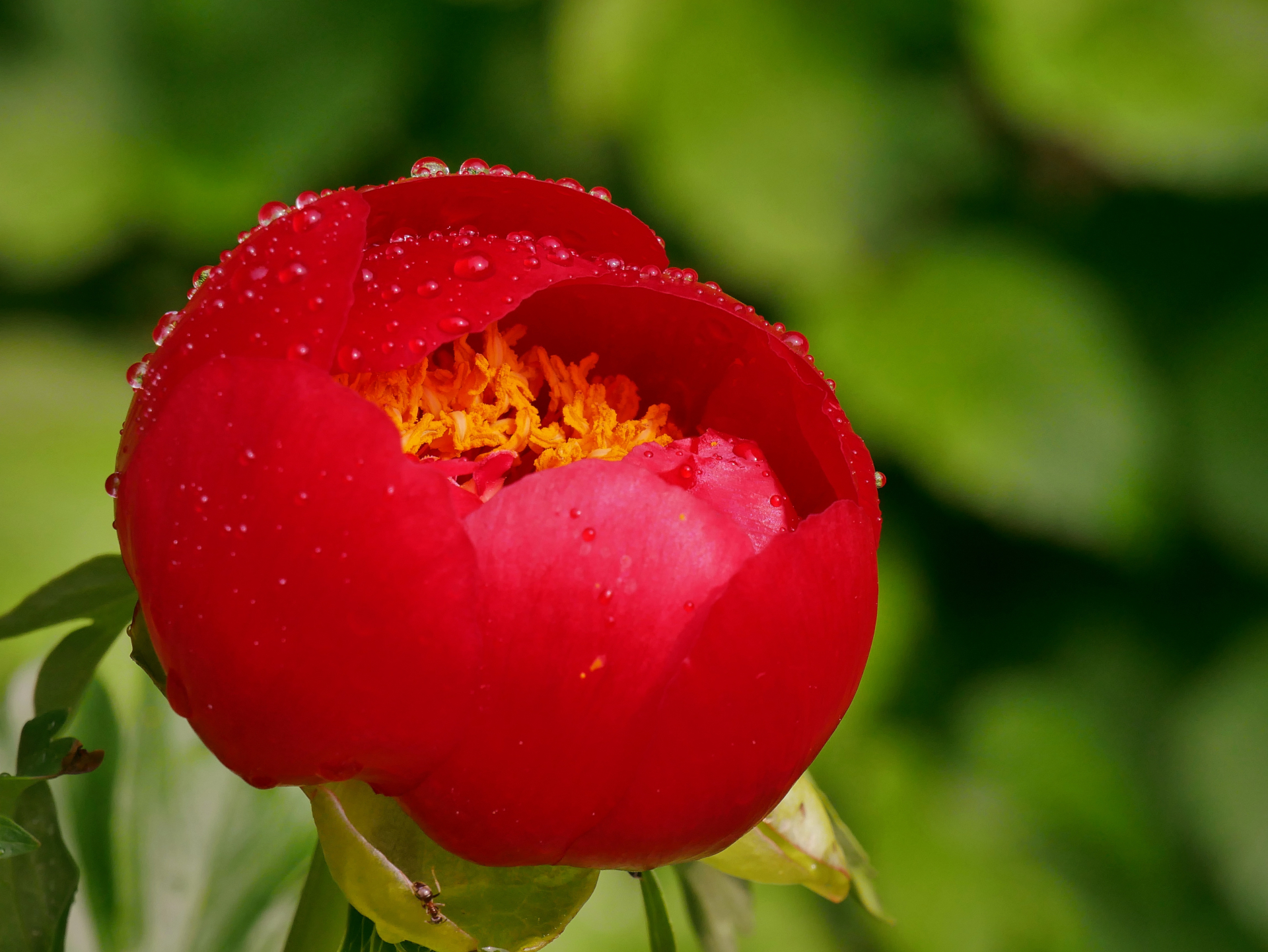 Paeonia officinalis L.