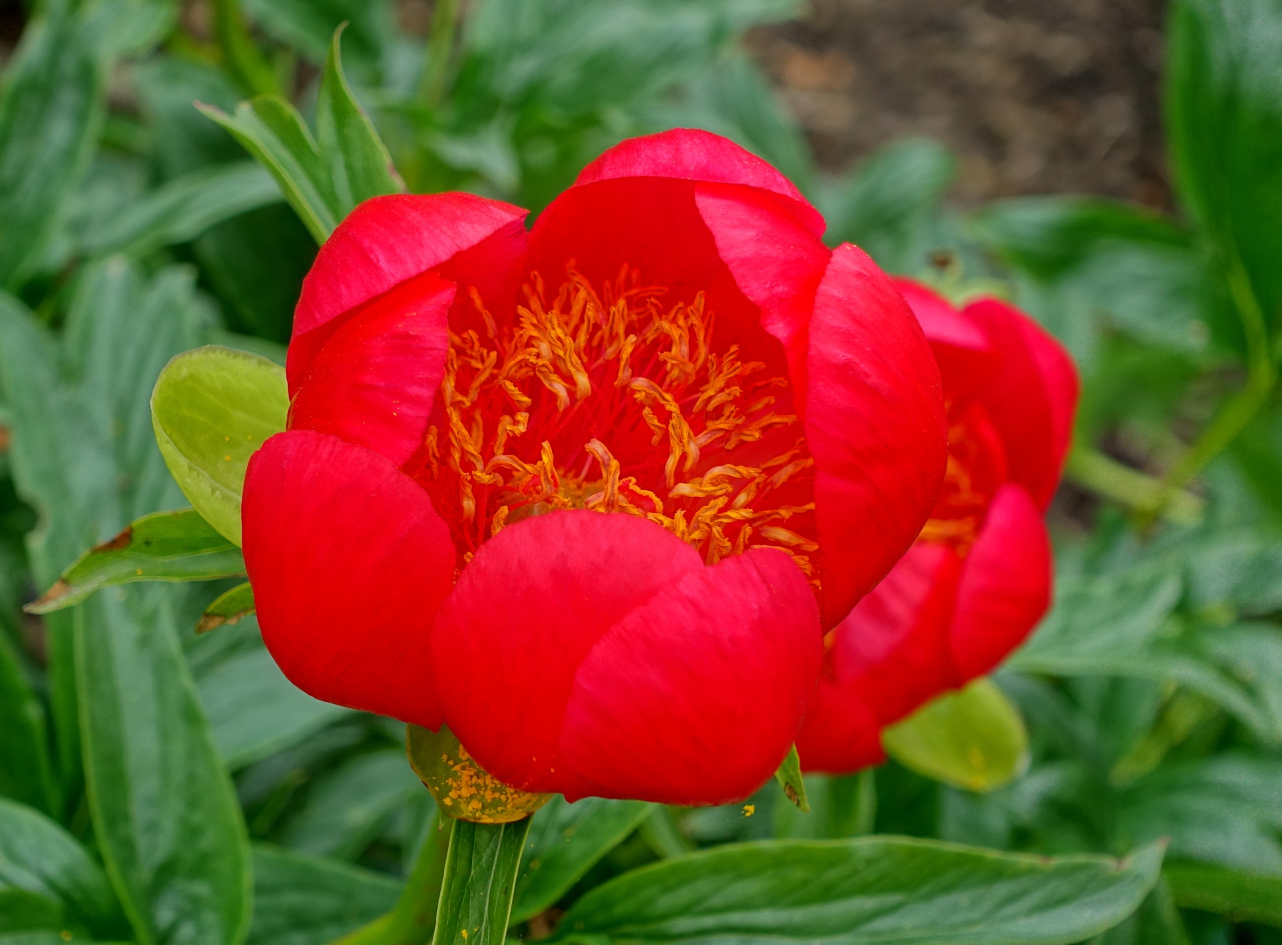 Paeonia peregrina Mill.