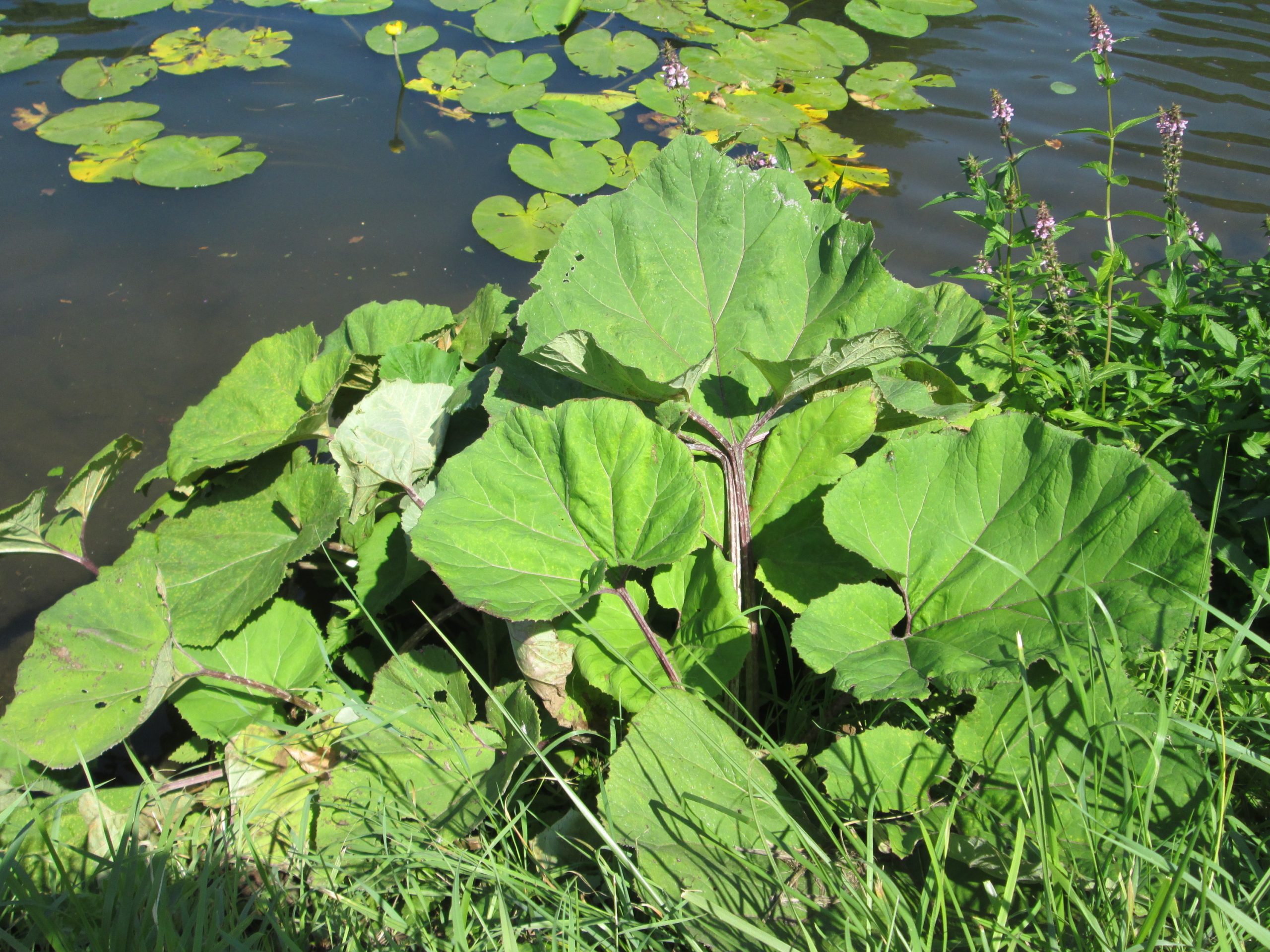 Petasites hybridus (L.) G.Gaertn., B.Mey. & Scherb. subsp. hybridus