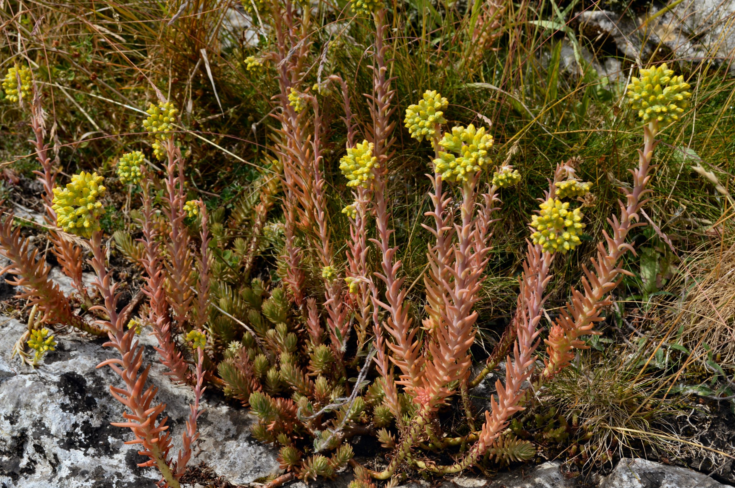 Petrosedum rupestre (L.) P.V.Heath