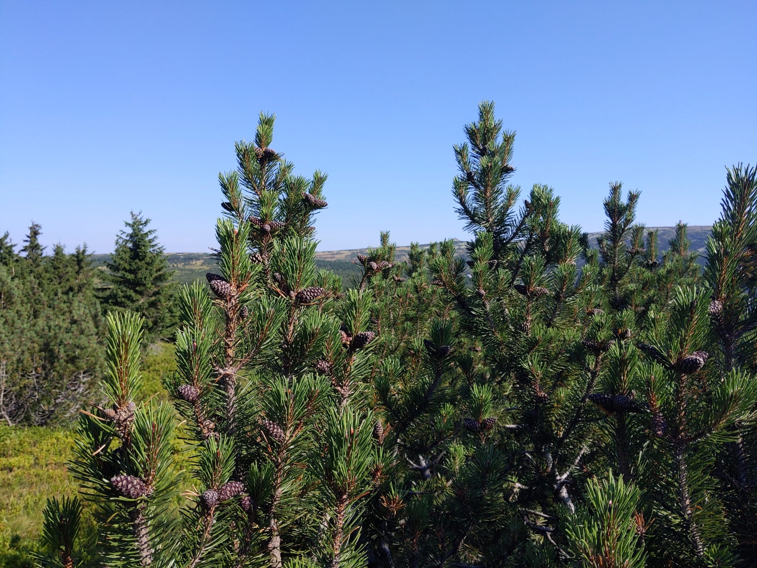 Pinus mugo Turra