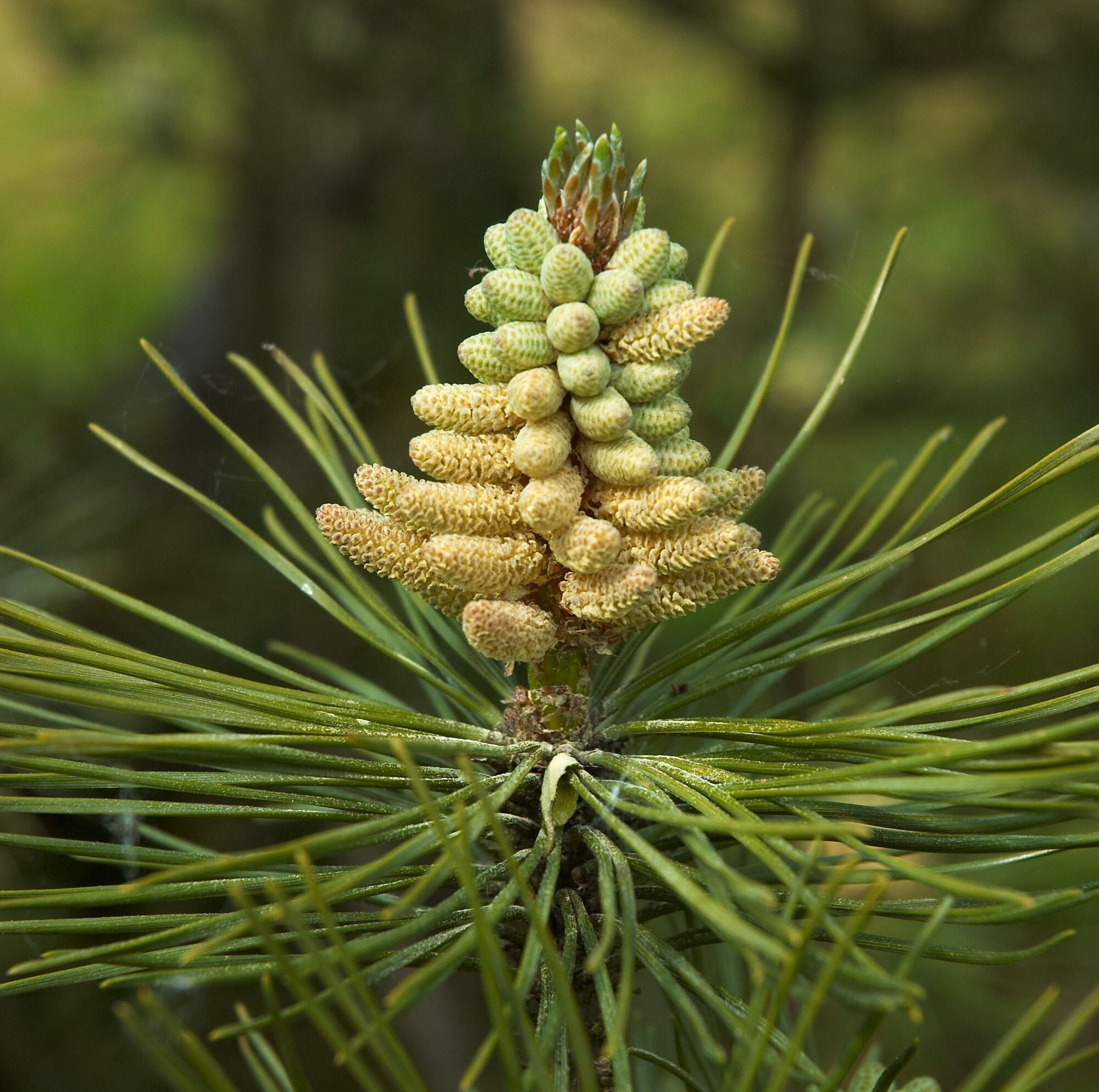 Pinus nigra J.F. Arnold
