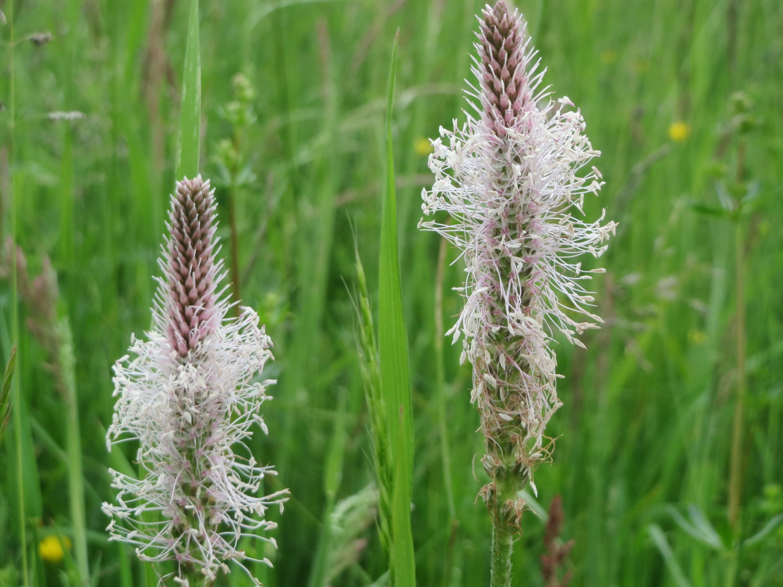 Plantago media L.