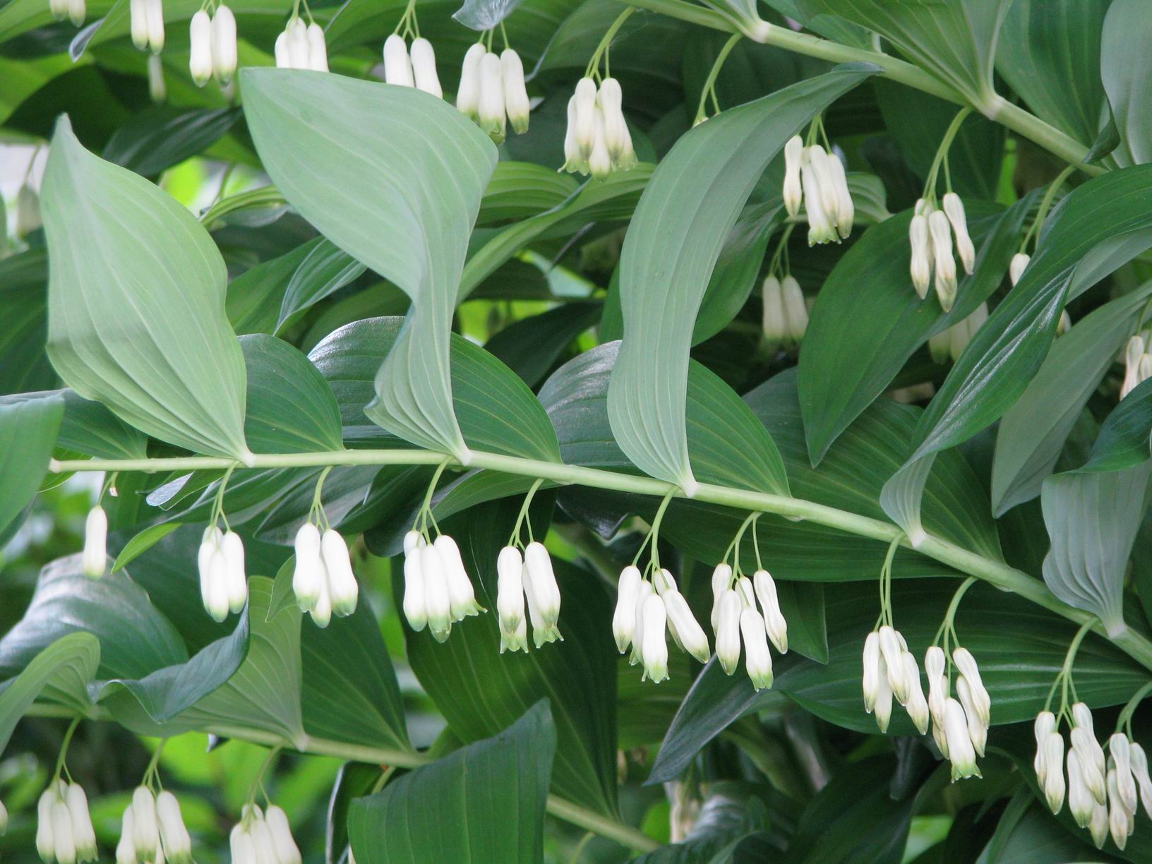 Polygonatum multiflorum (L.) All.