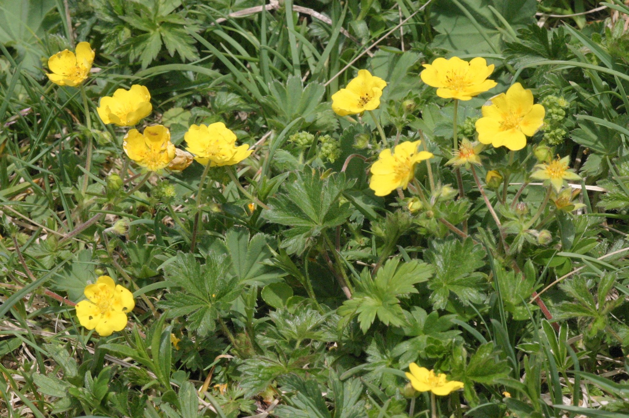 Potentilla crantzii (Crantz) Beck ex Fritsch subsp. crantzii