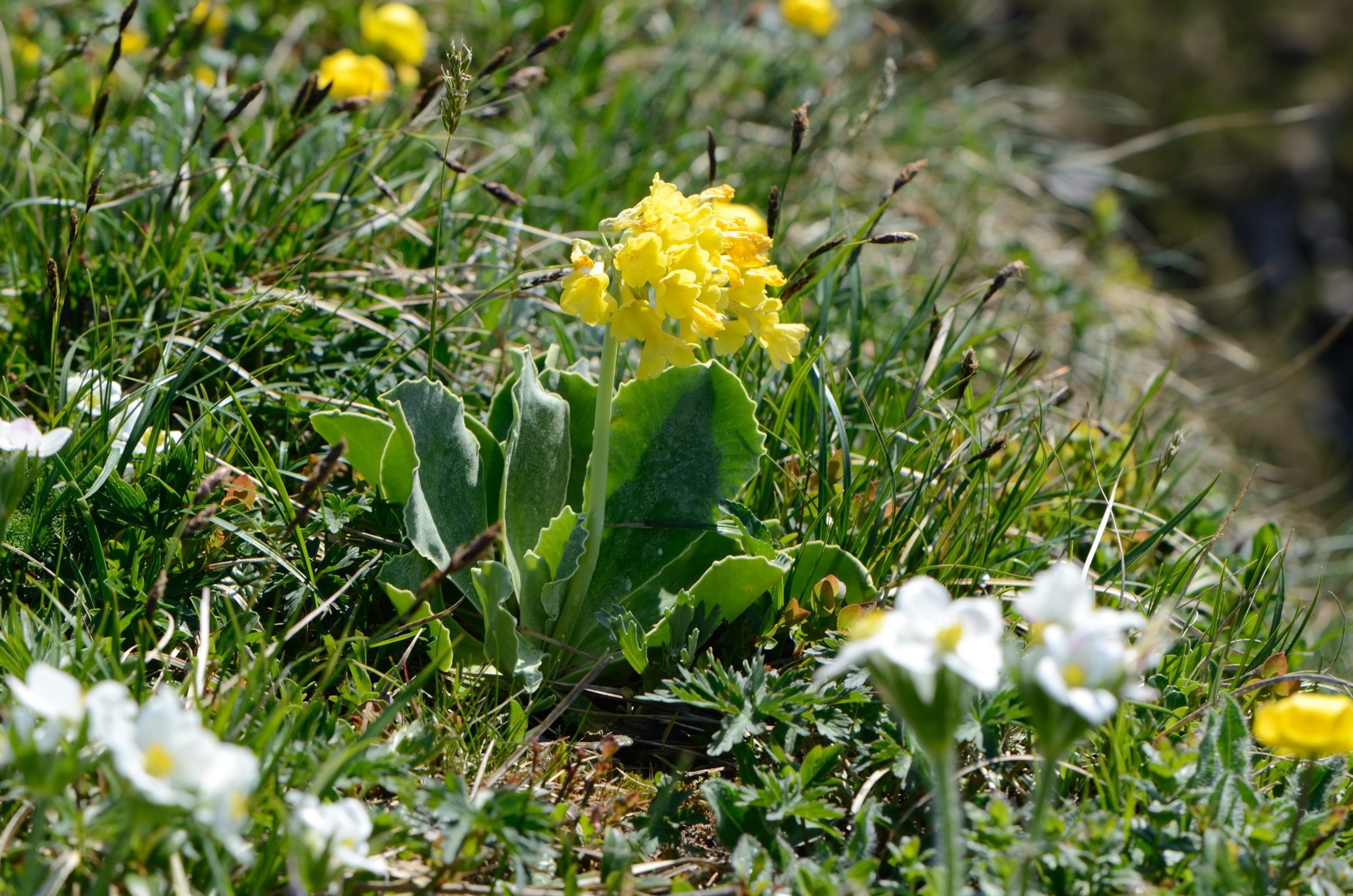 Primula auricula L.