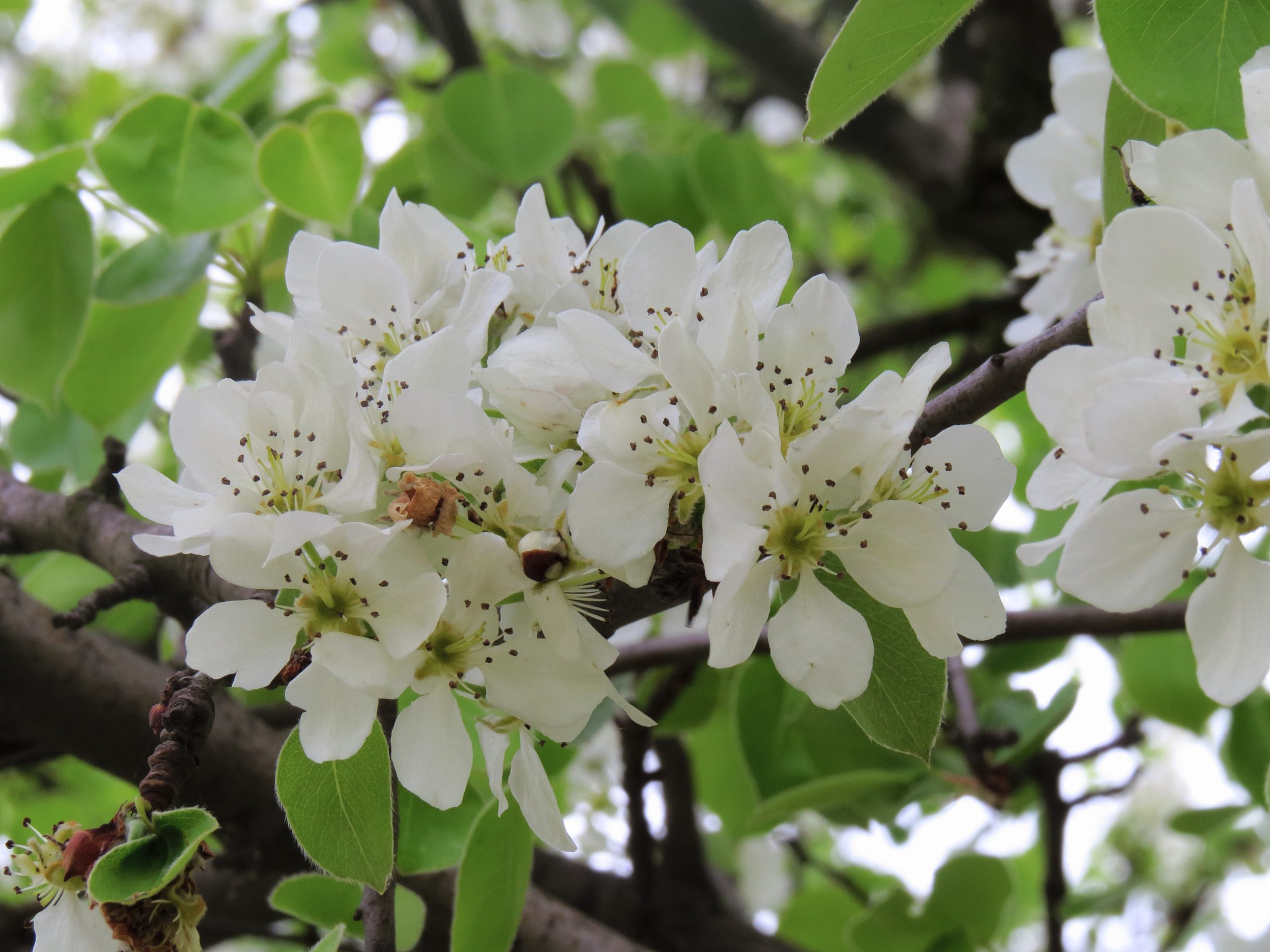 Pyrus communis L.