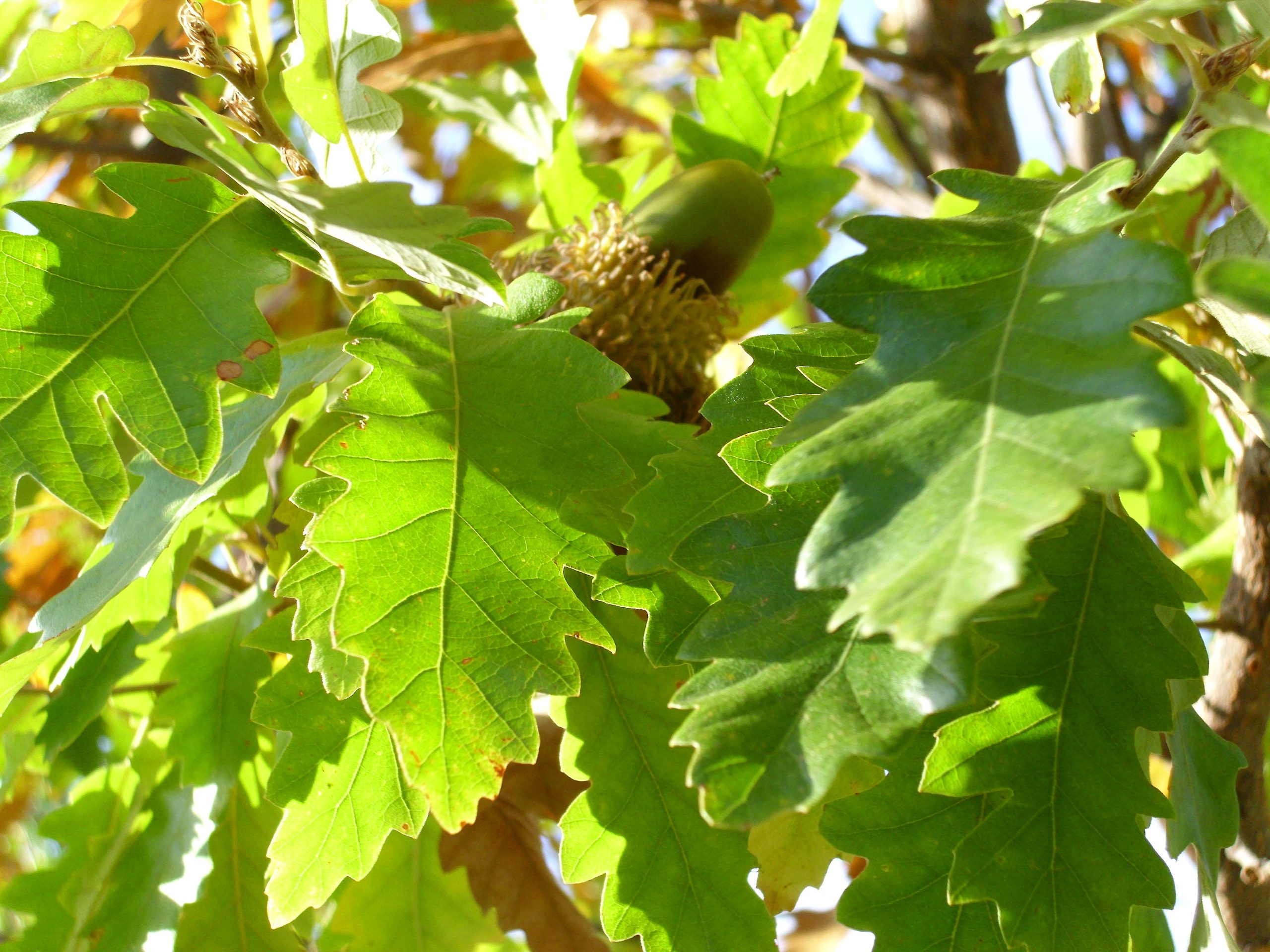 Quercus cerris L.