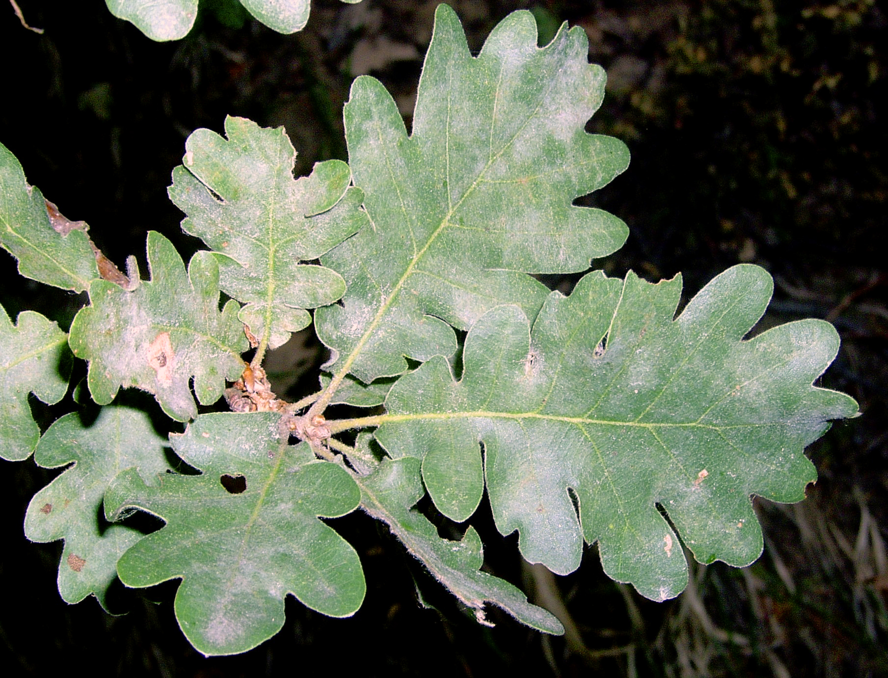 Quercus pubescens Willd. subsp. pubescens