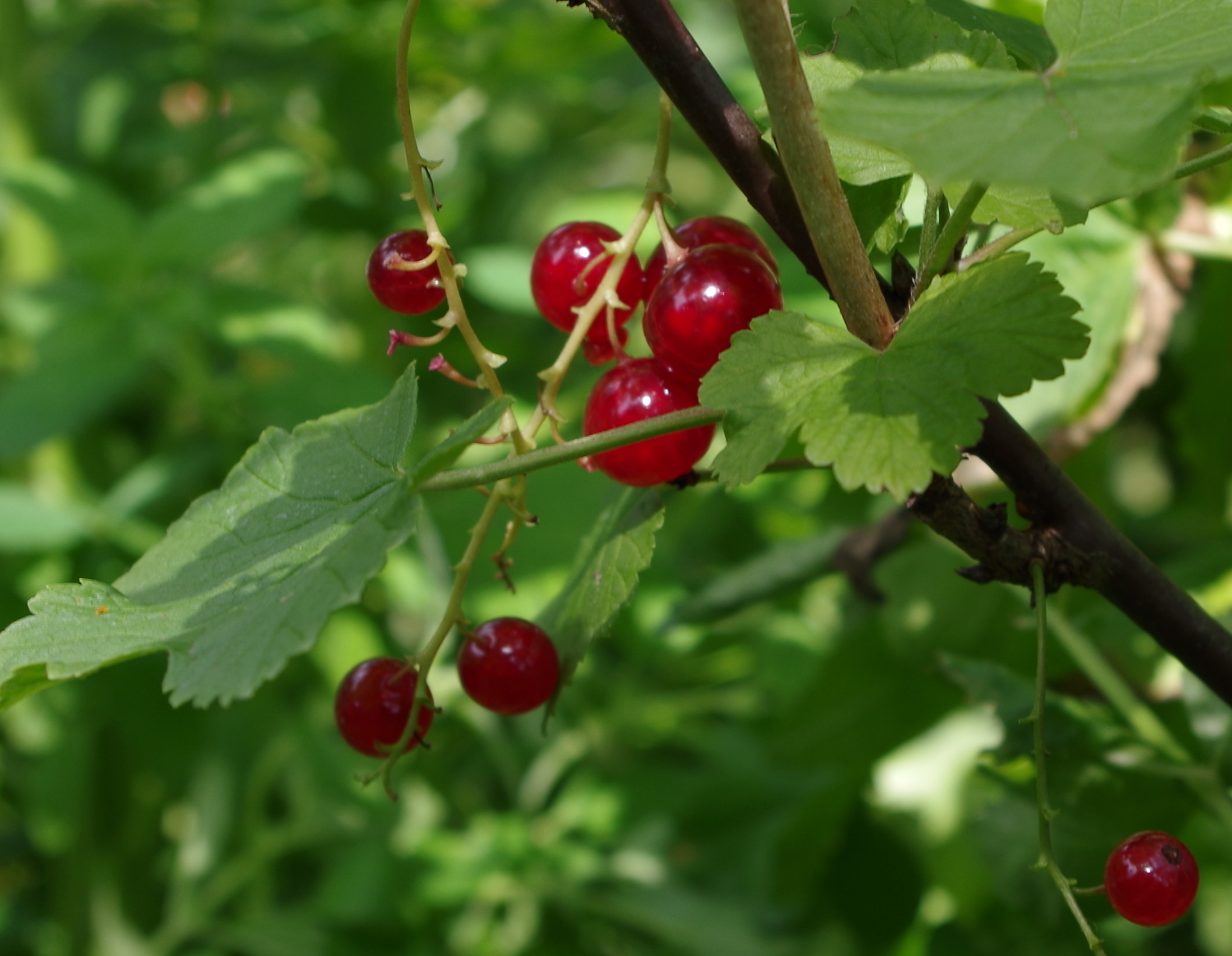 Ribes rubrum L.