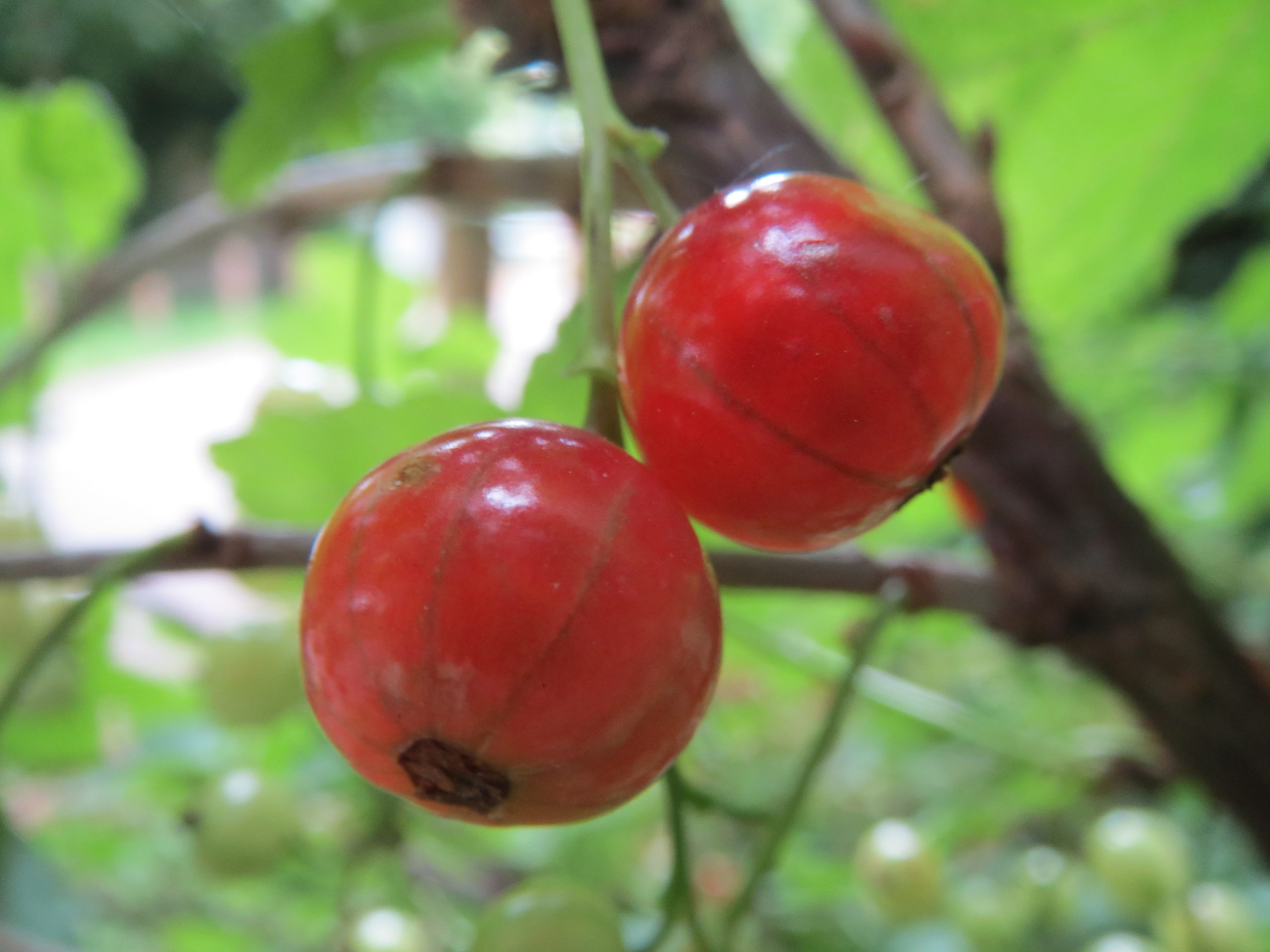 Ribes uva-crispa L.