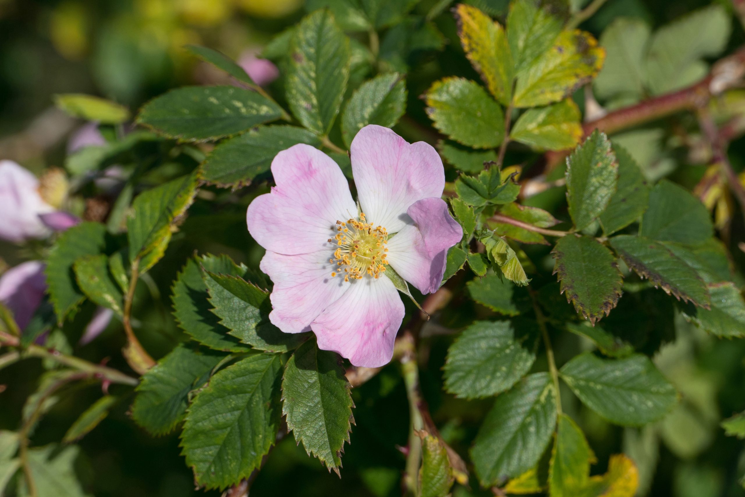 Rosa canina L.