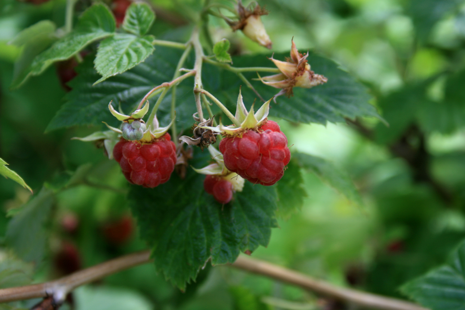 Rubus idaeus L. subsp. idaeus
