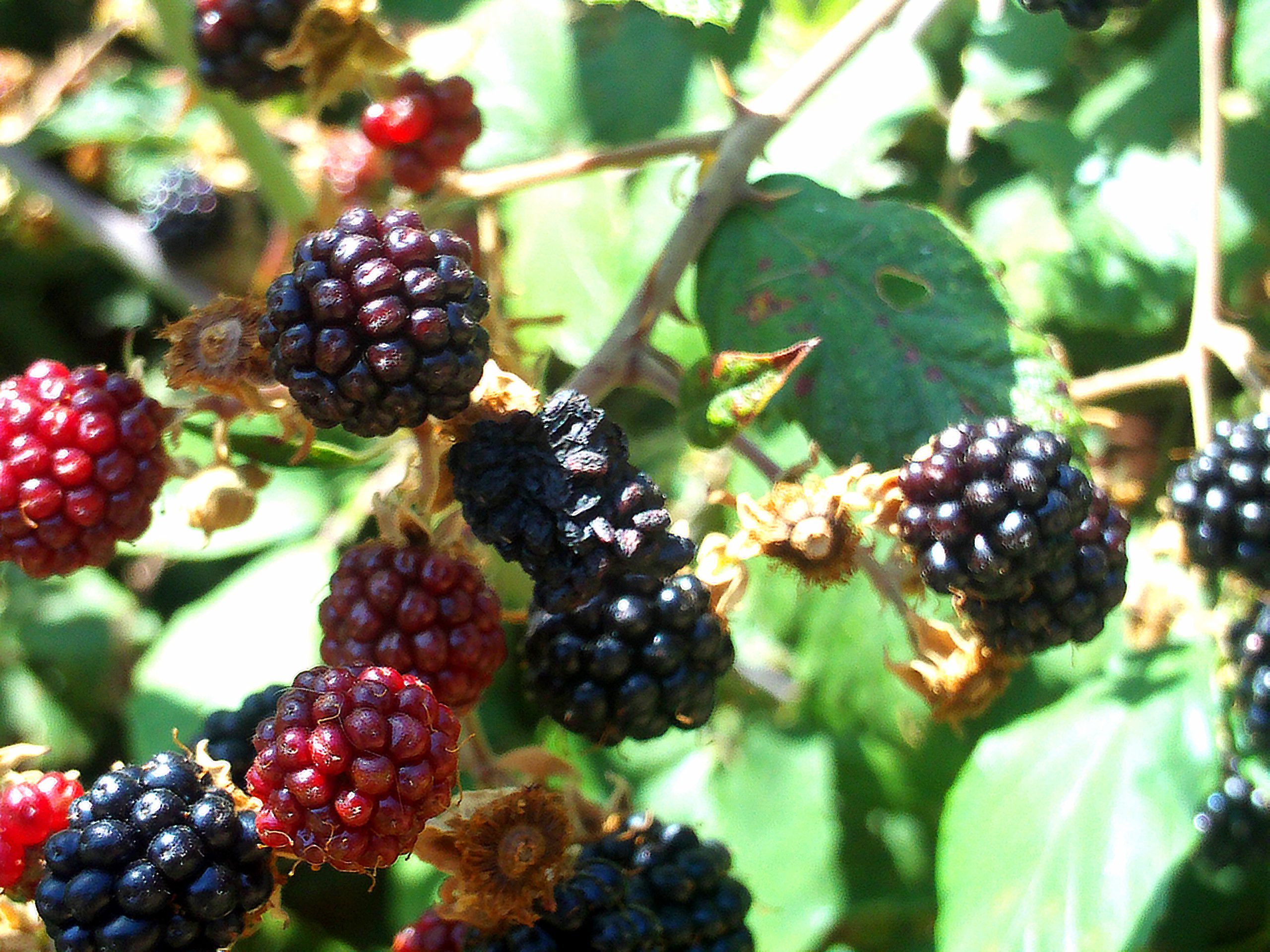 Rubus ulmifolius Schott