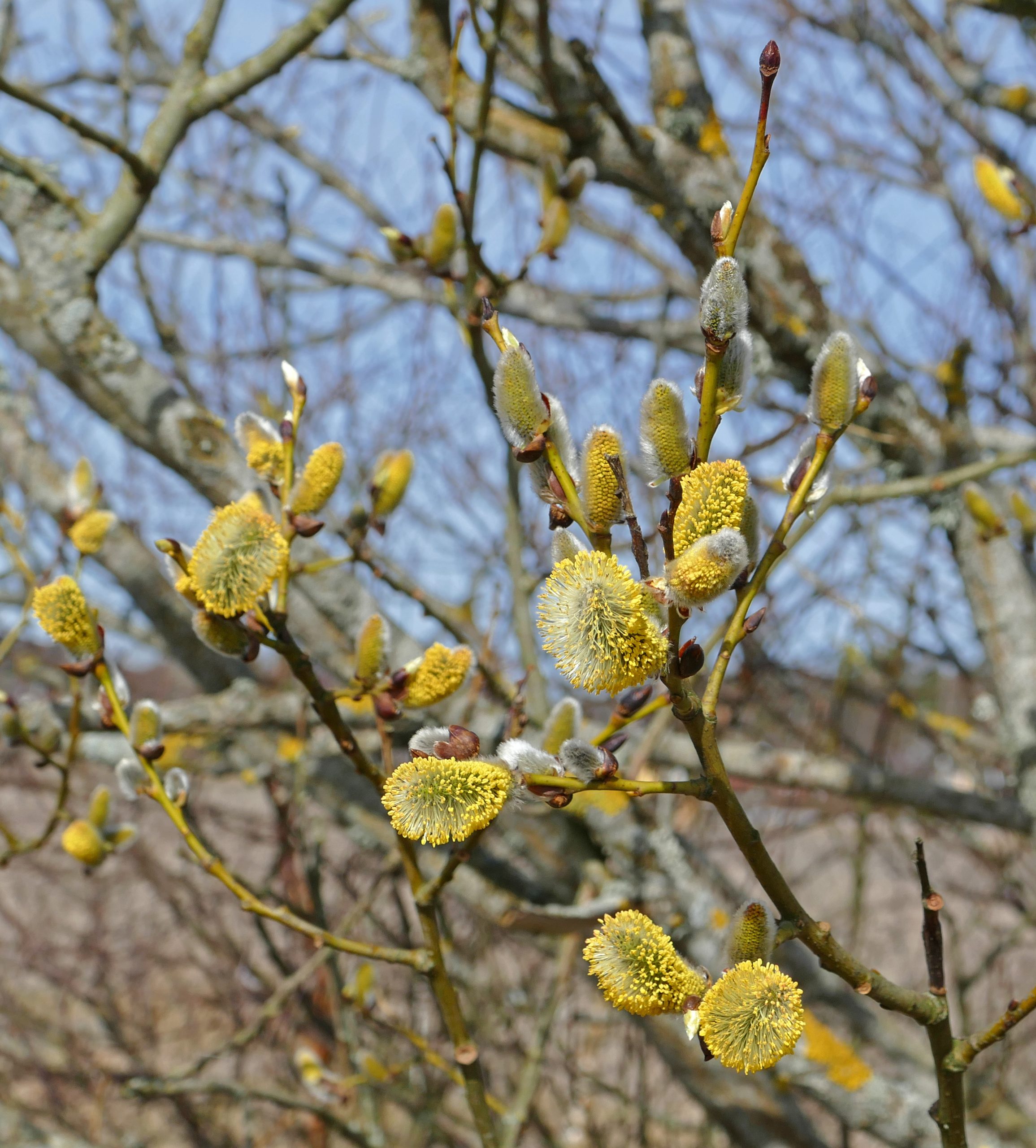 Salix caprea L.