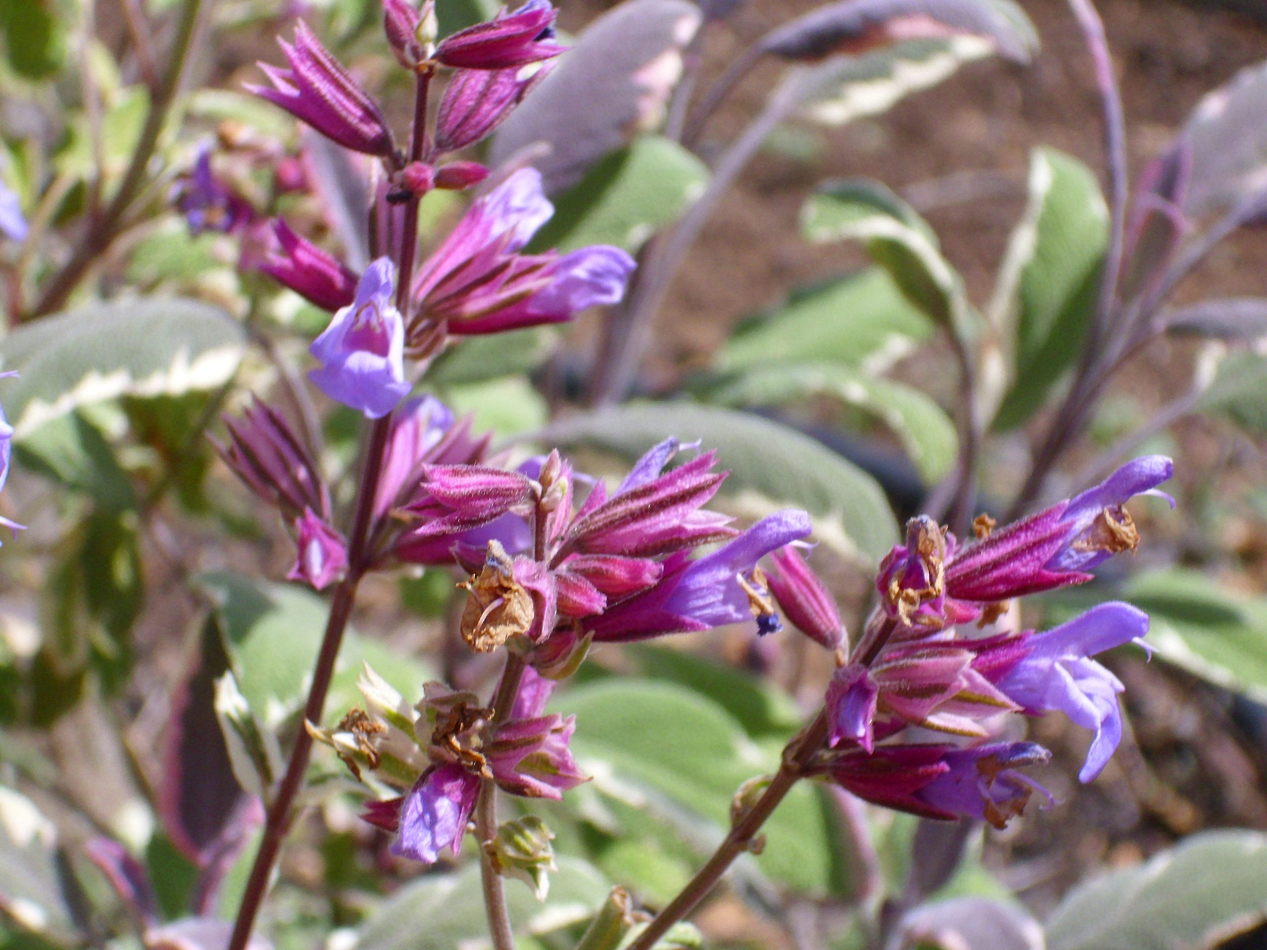 Salvia officinalis L.