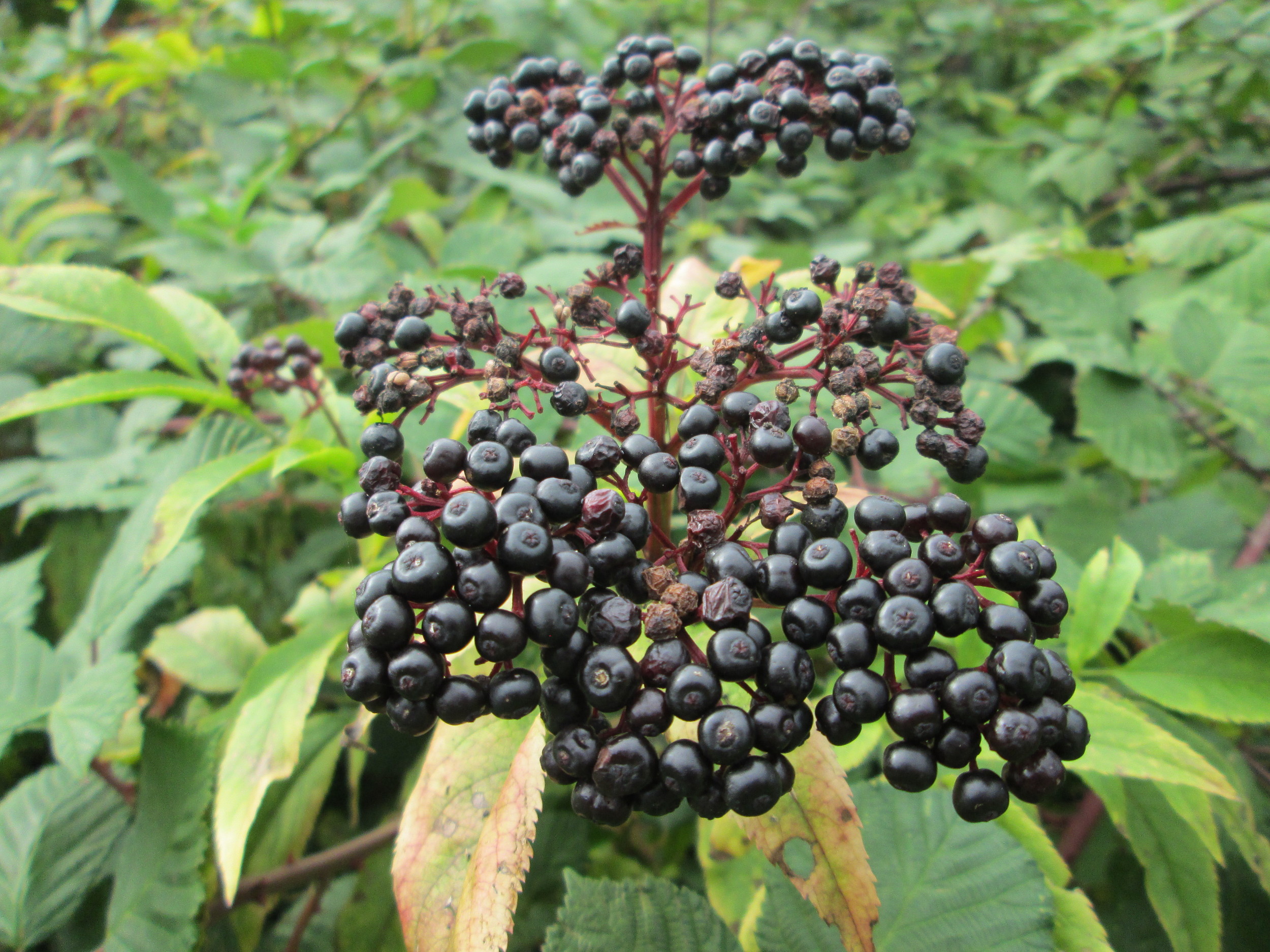 Sambucus ebulus L.