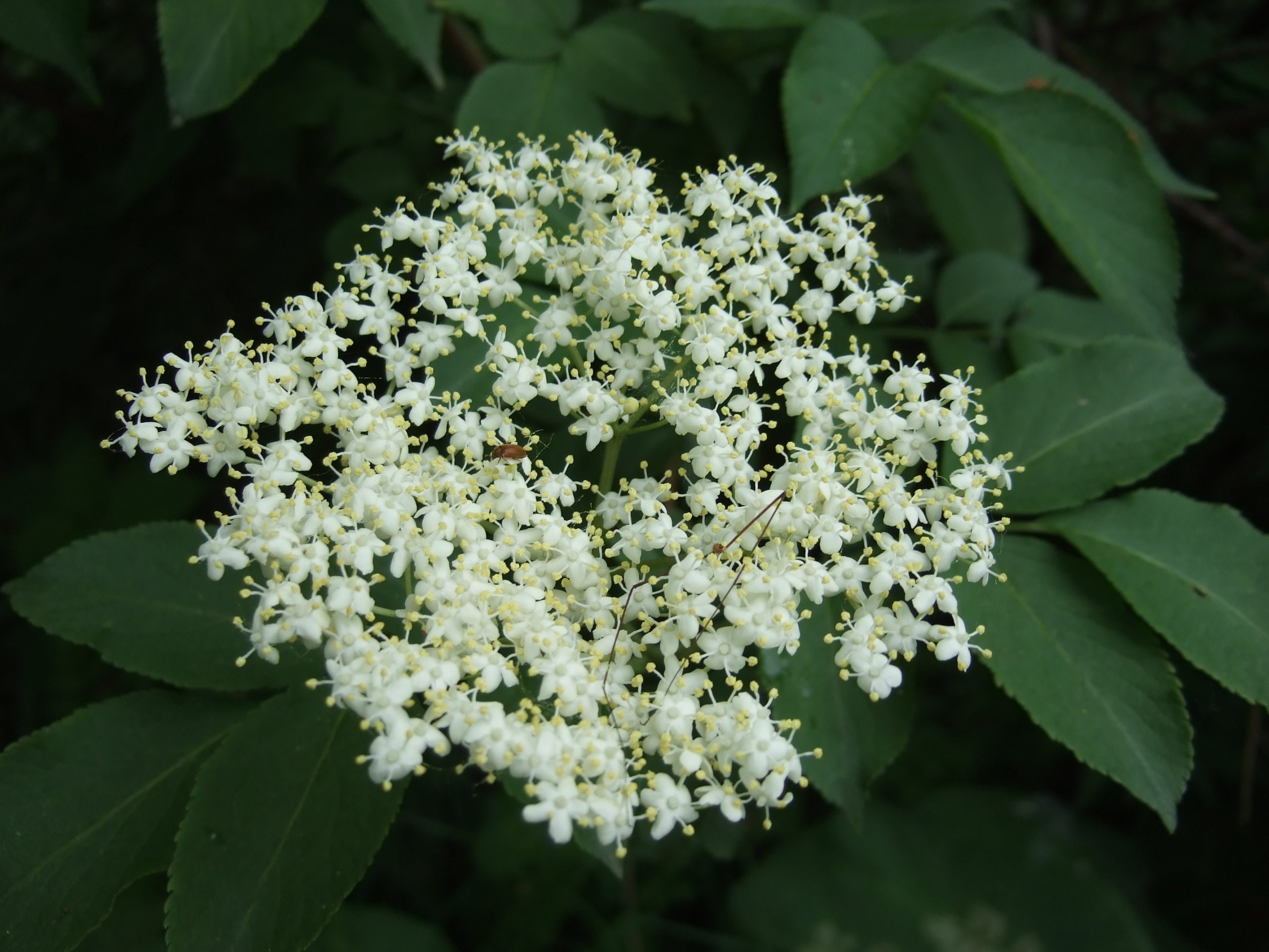 Sambucus nigra L.
