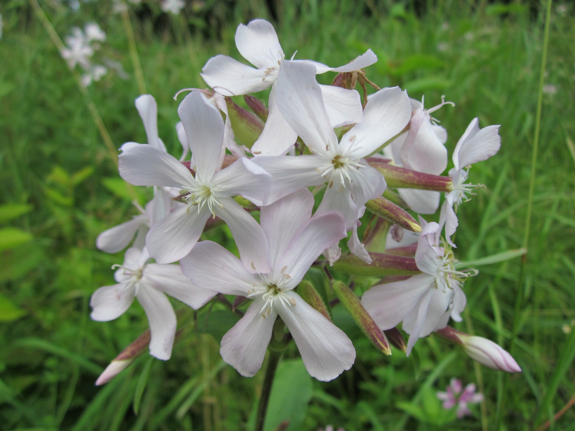 Saponaria officinalis L.